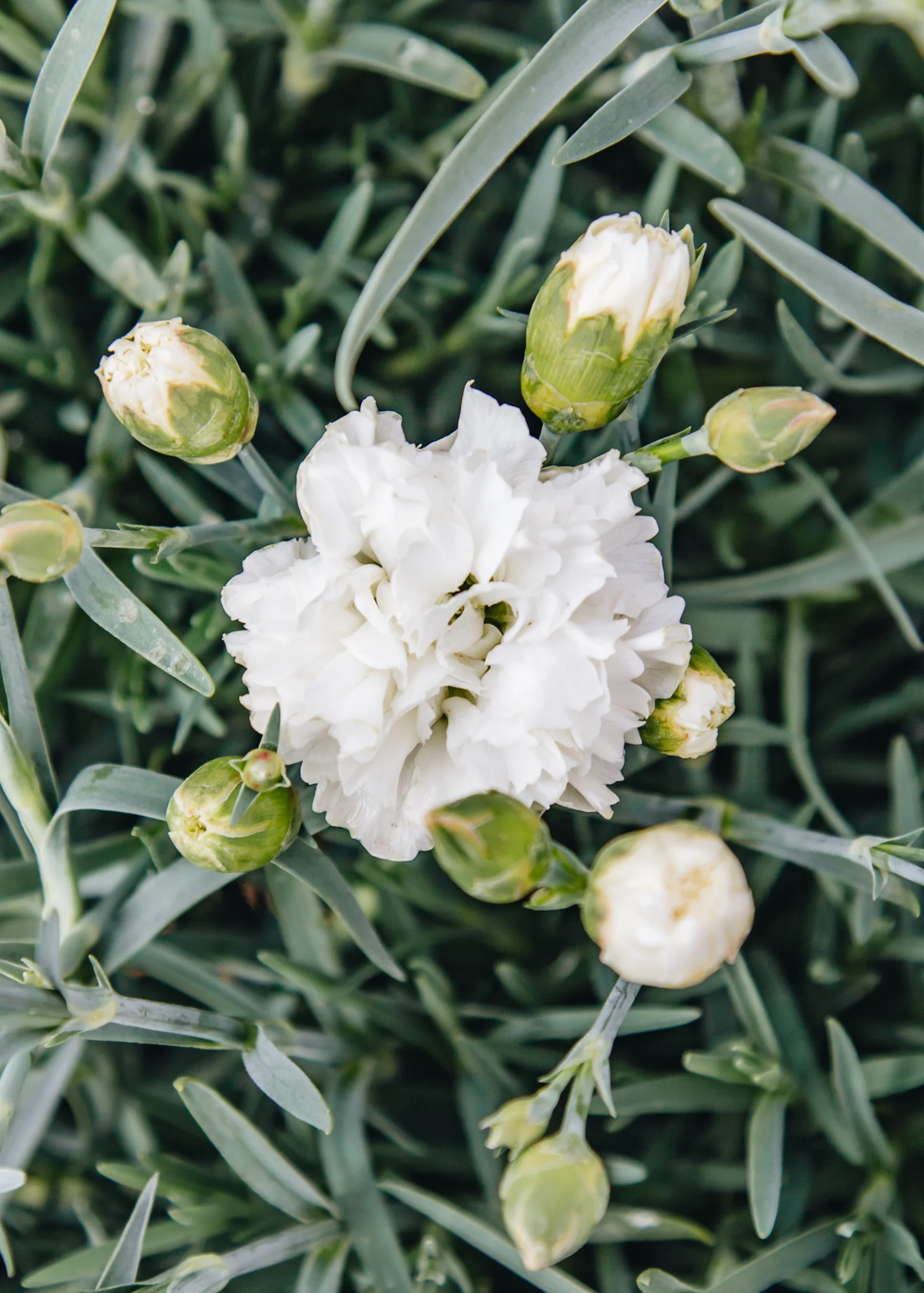 Dianthus Memories, 1.5L - Image 2