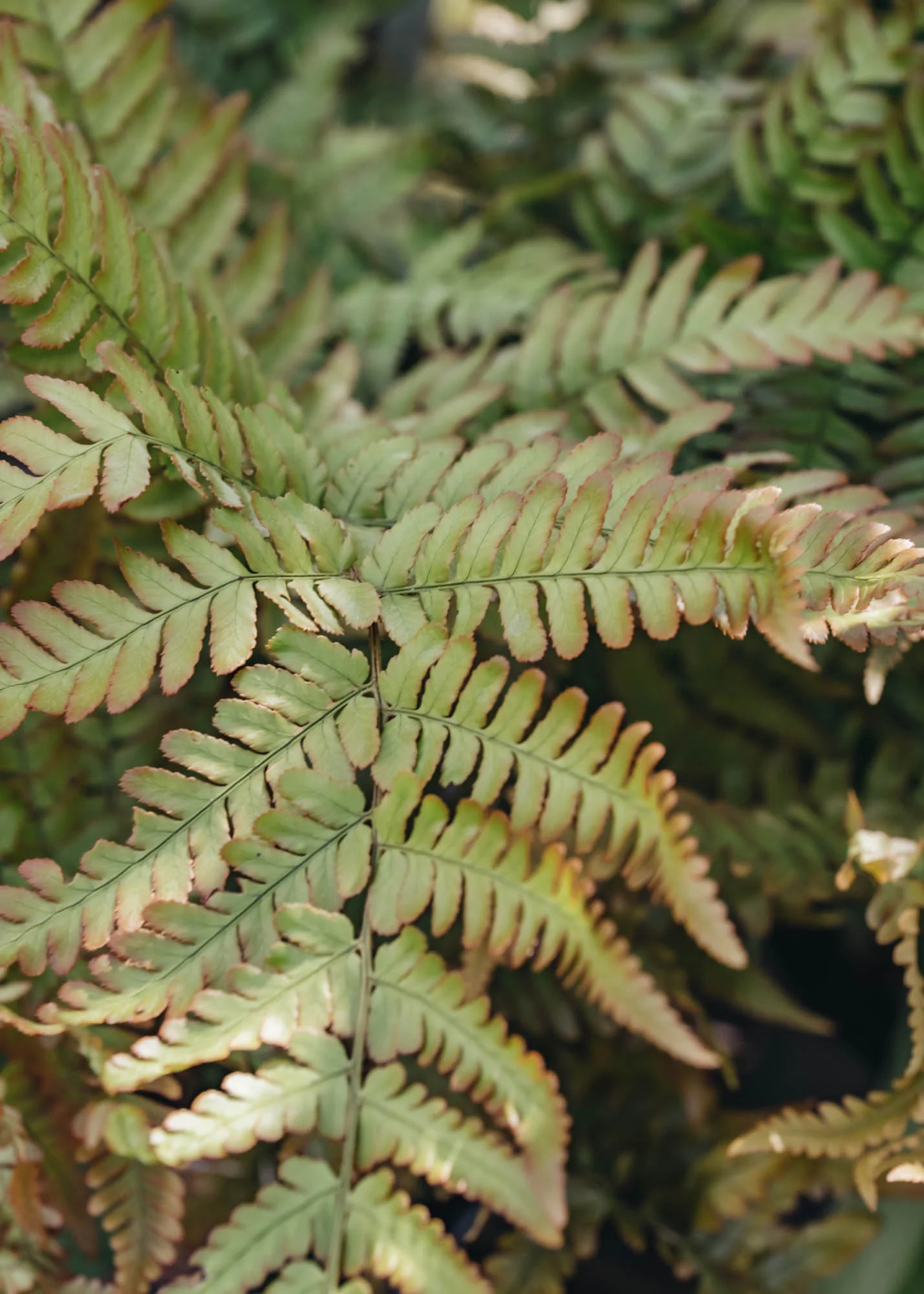 Dryopteris erythrorosa Copper Shield Fern 5L - Image 2