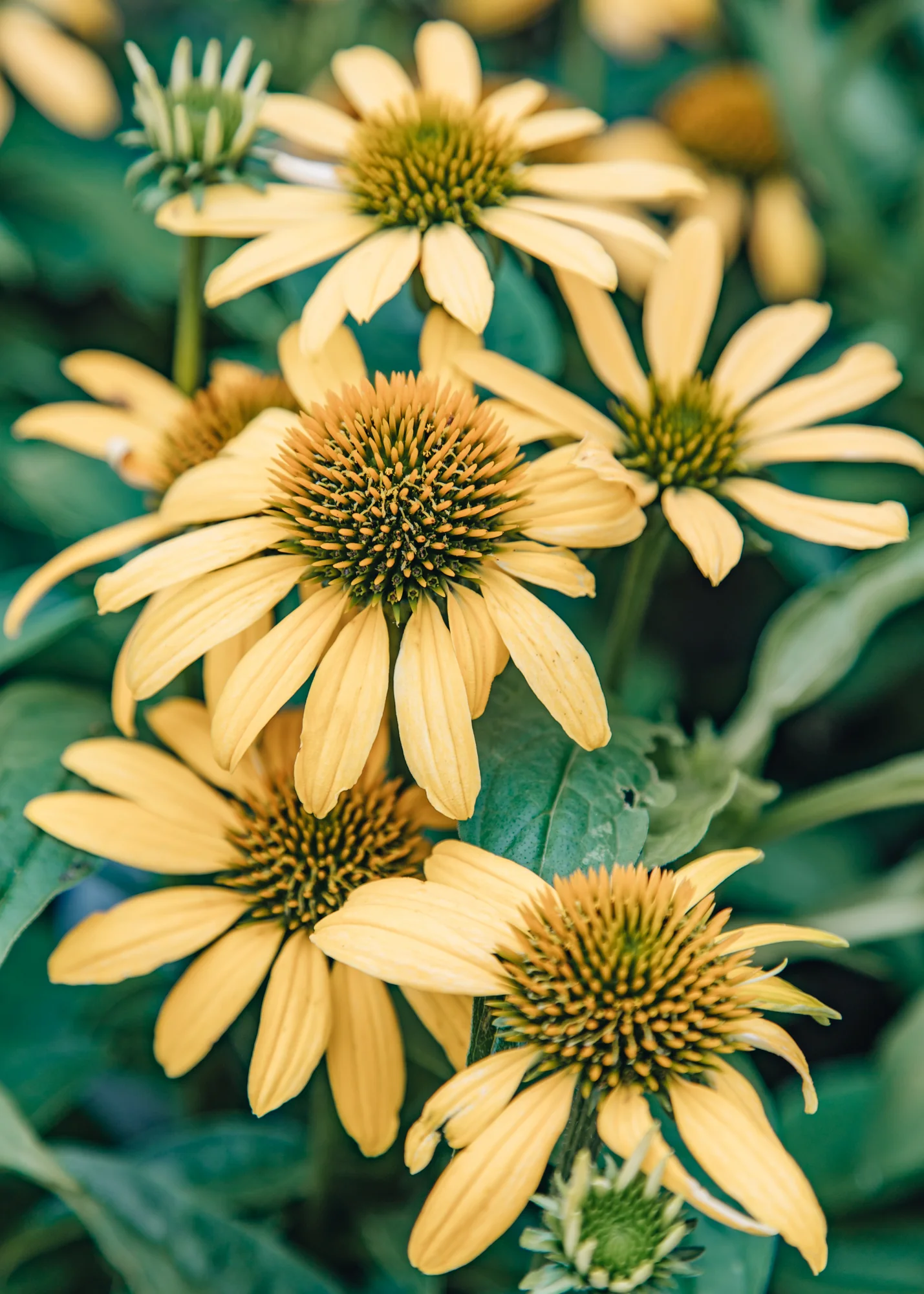 Echinacea Moodz 'Dream', 2/3L 
