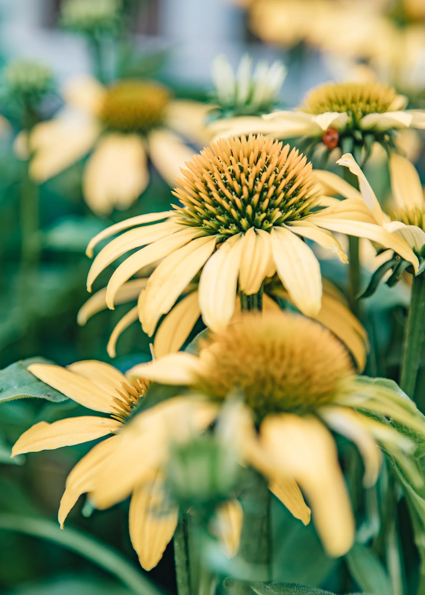 Echinacea Moodz 'Dream', 2/3L  - Image 2