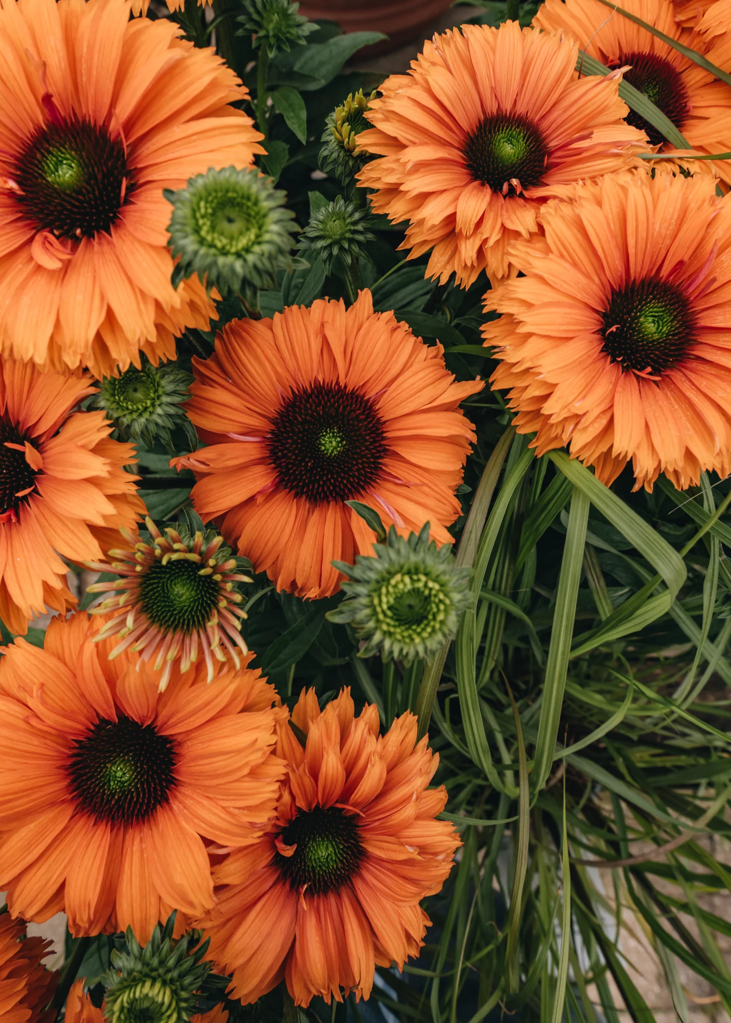 Echinacea Sunseekers Mineola 2/3L