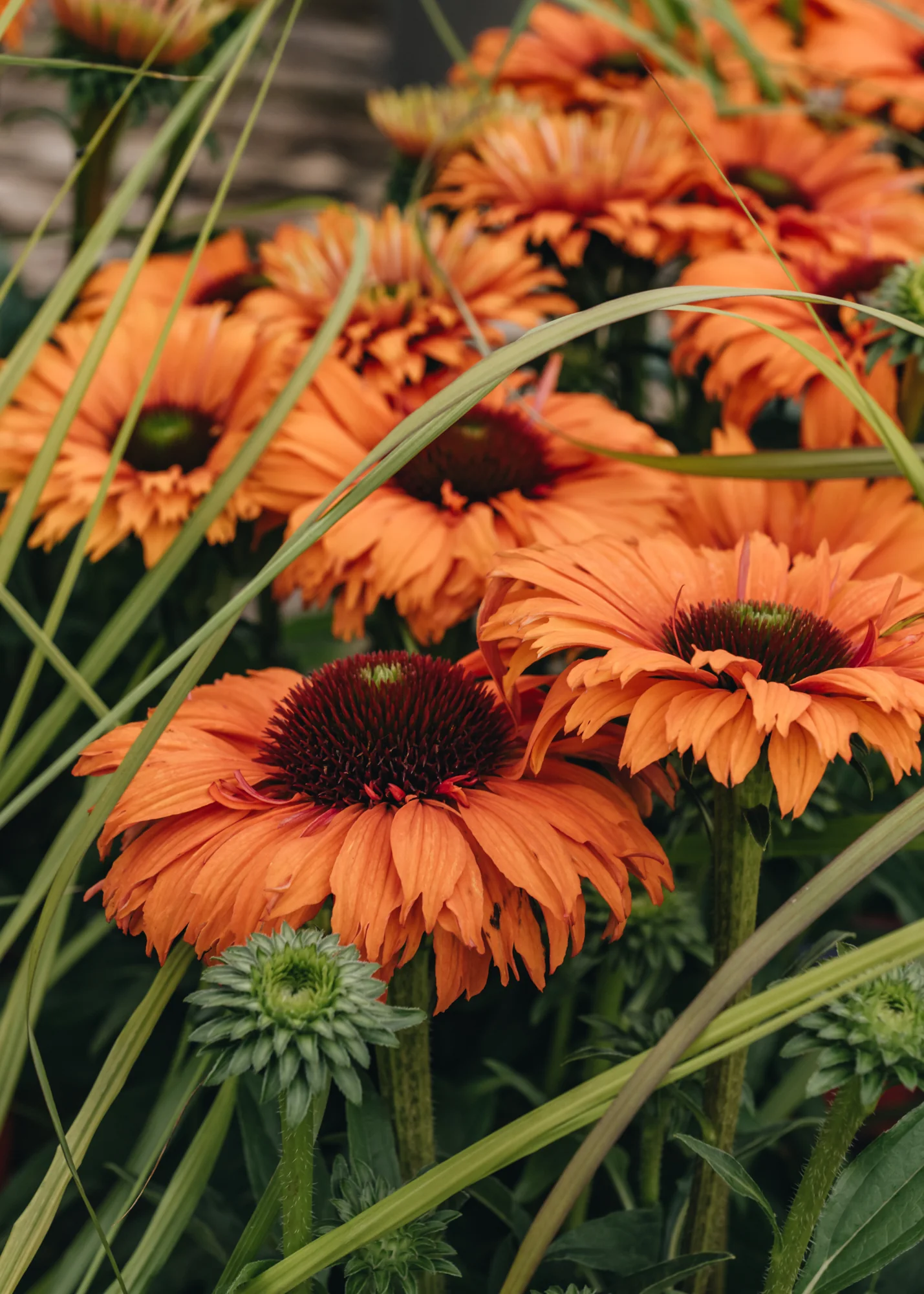 Echinacea Sunseekers Mineola 2/3L - Image 2