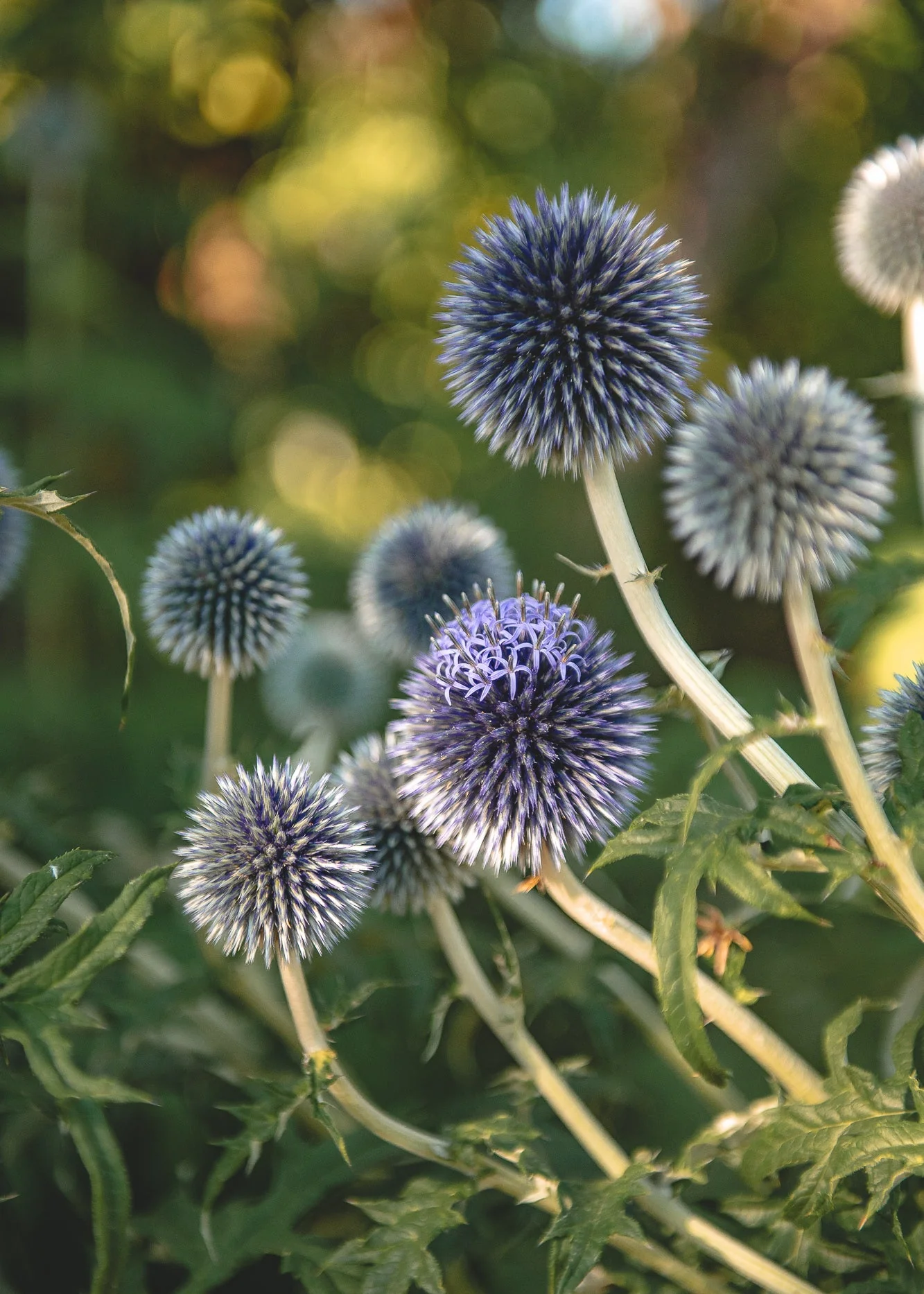 Echinops Taplow Blue, 2/3L