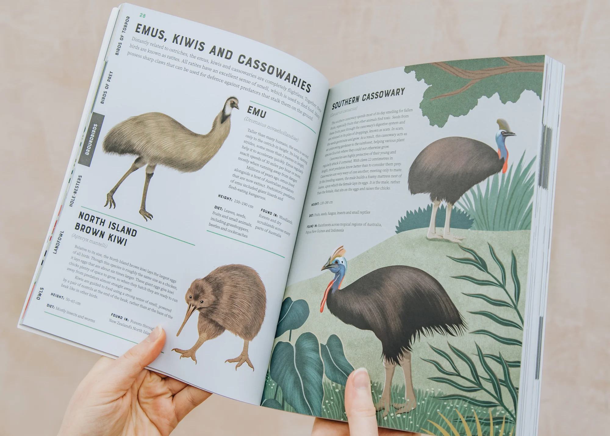 Encyclopaedia of Birds  - Image 2