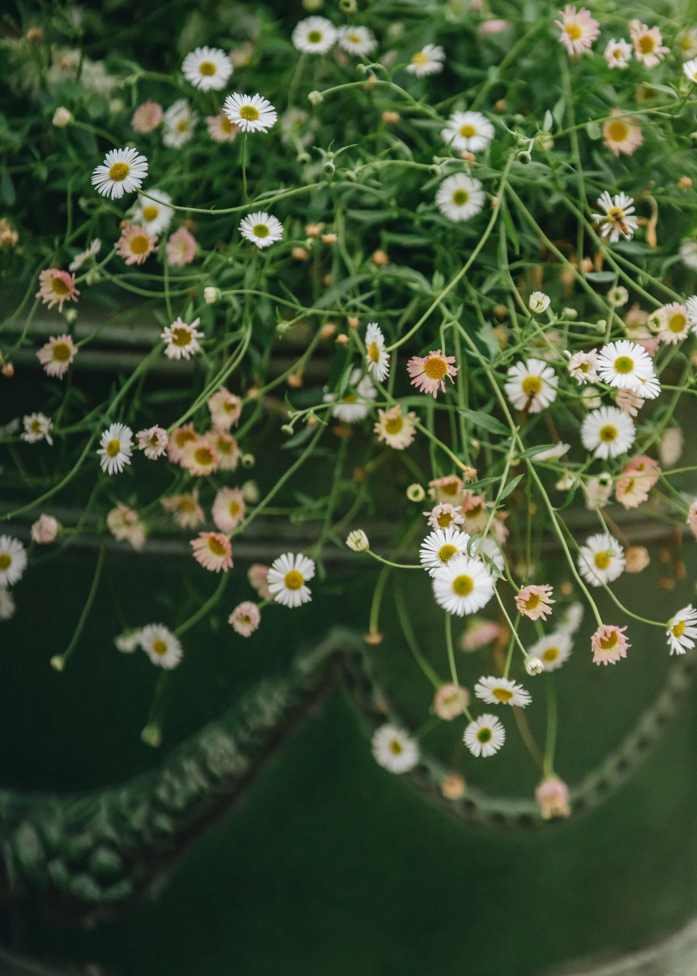 Erigeron karvinskianus AGM, 2L