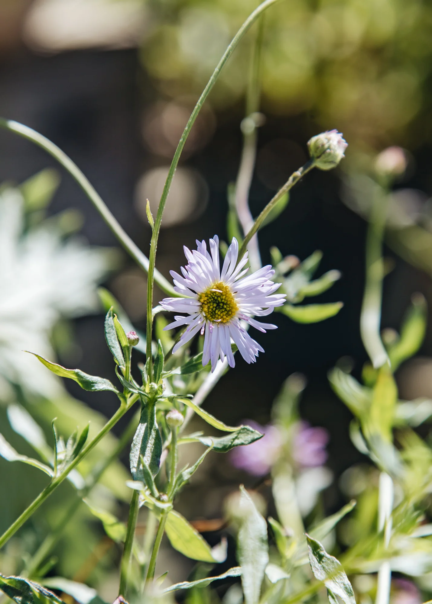 Erigeron karvinskianus 'Lavender Lady', 2/3L