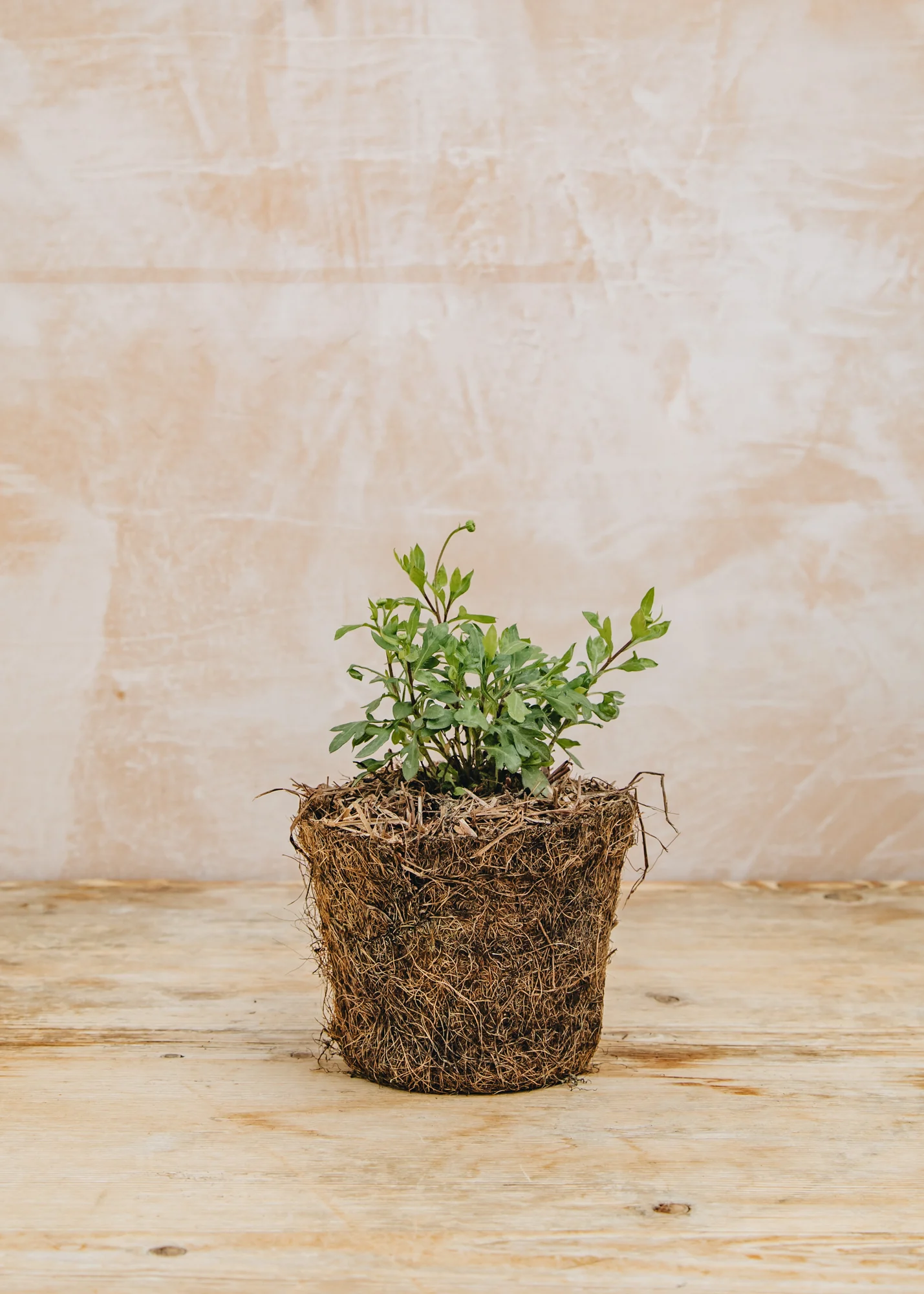 Erigeron karvinskianus 'Stallone', 1L - Image 2