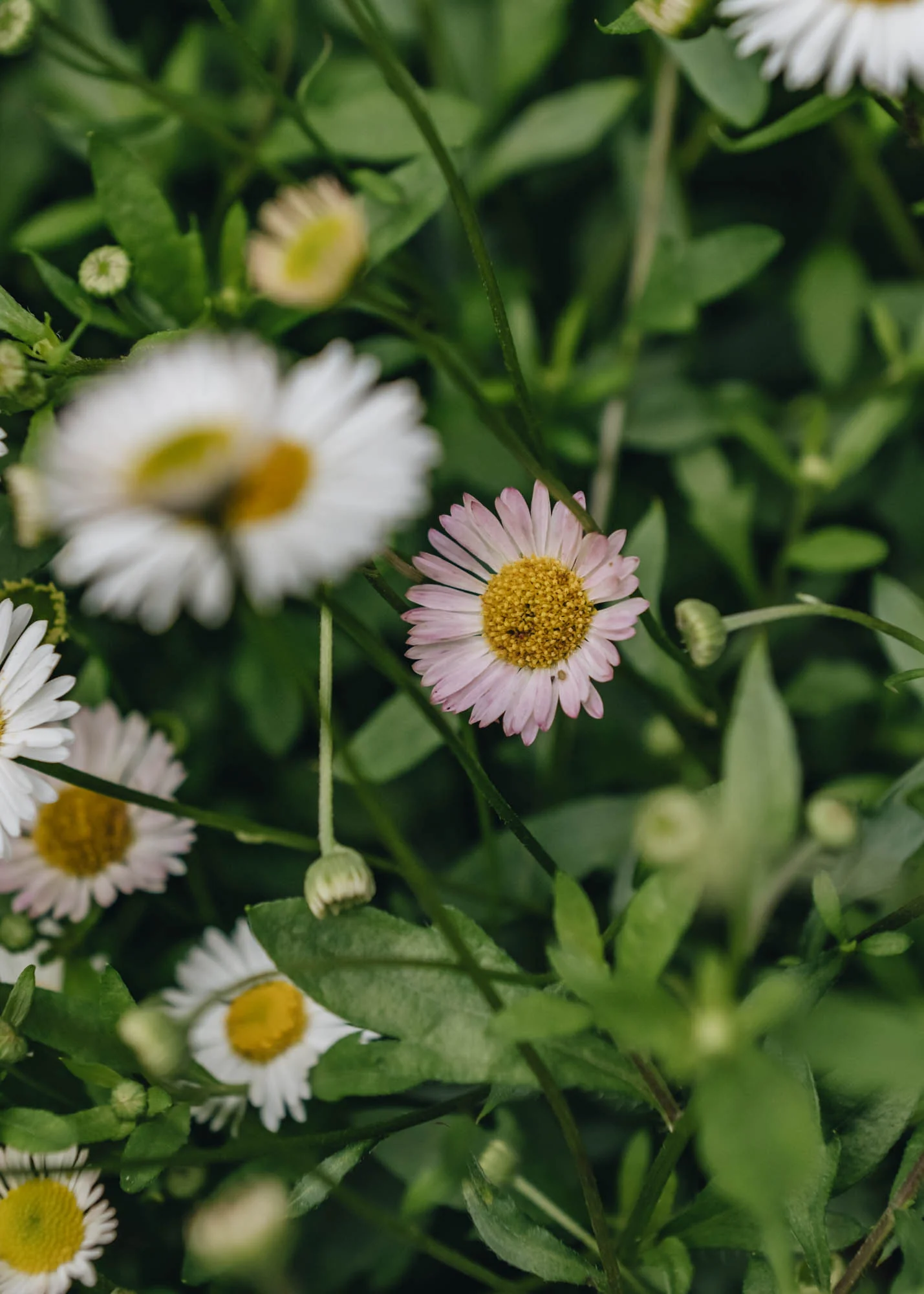 Erigeron karvinskianus Stallone, 3L - Image 2
