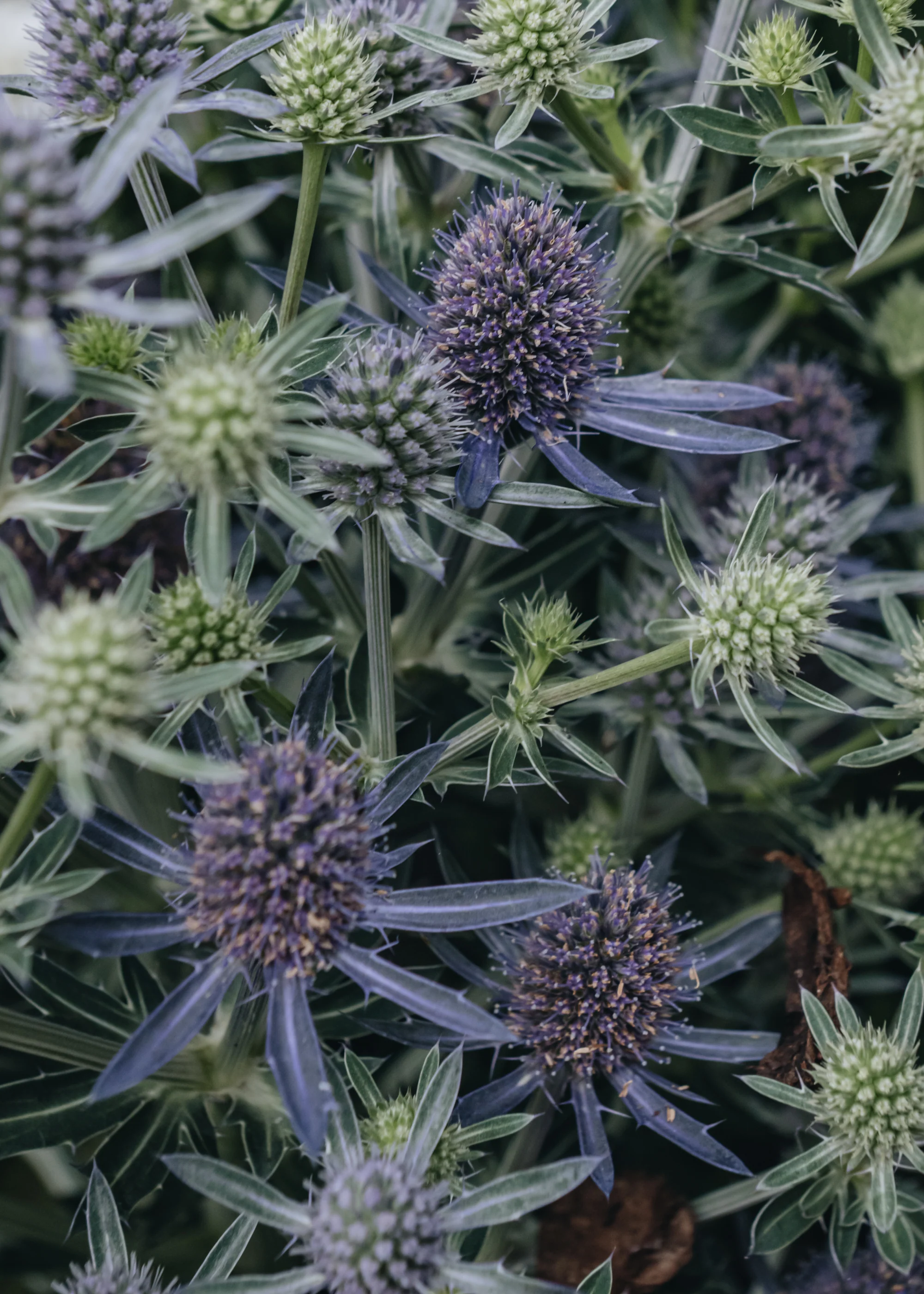 Eryngium Magical Blue Globe, 2/3L - Image 2