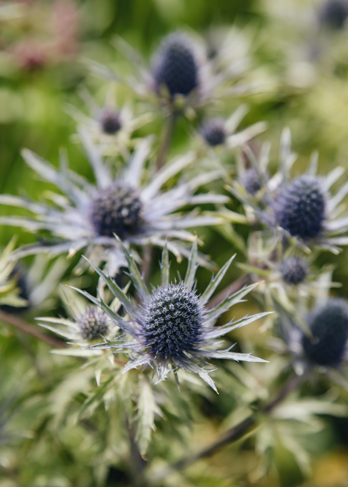 Eryngium ‘Violetta', 3L - Image 2