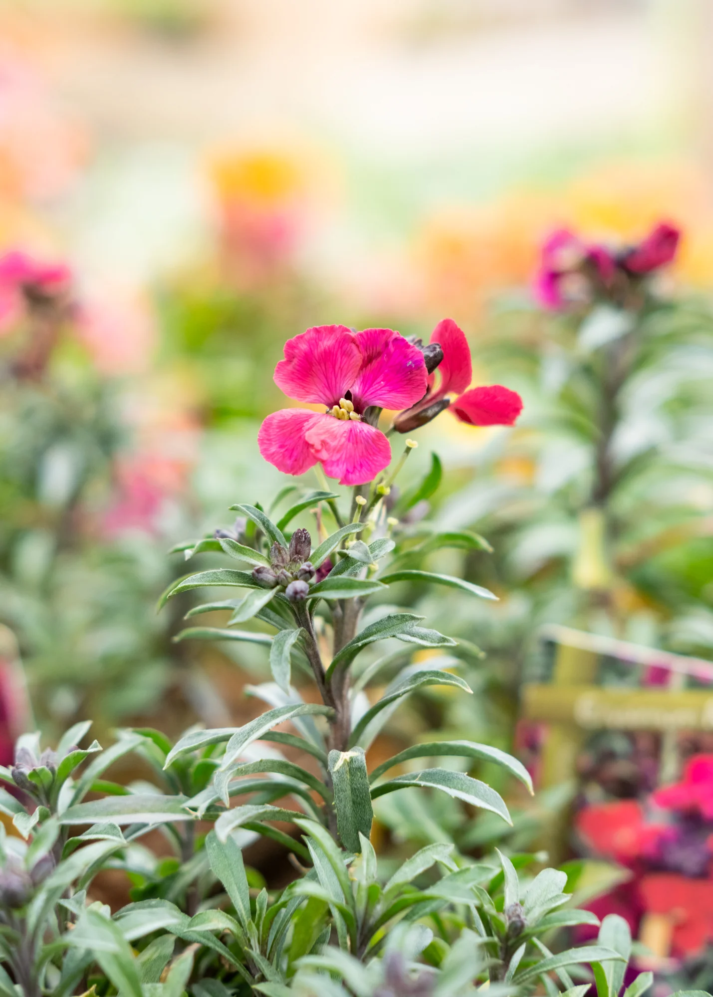 Erysimum Erysistible 'Red Jep', 1L - Image 2