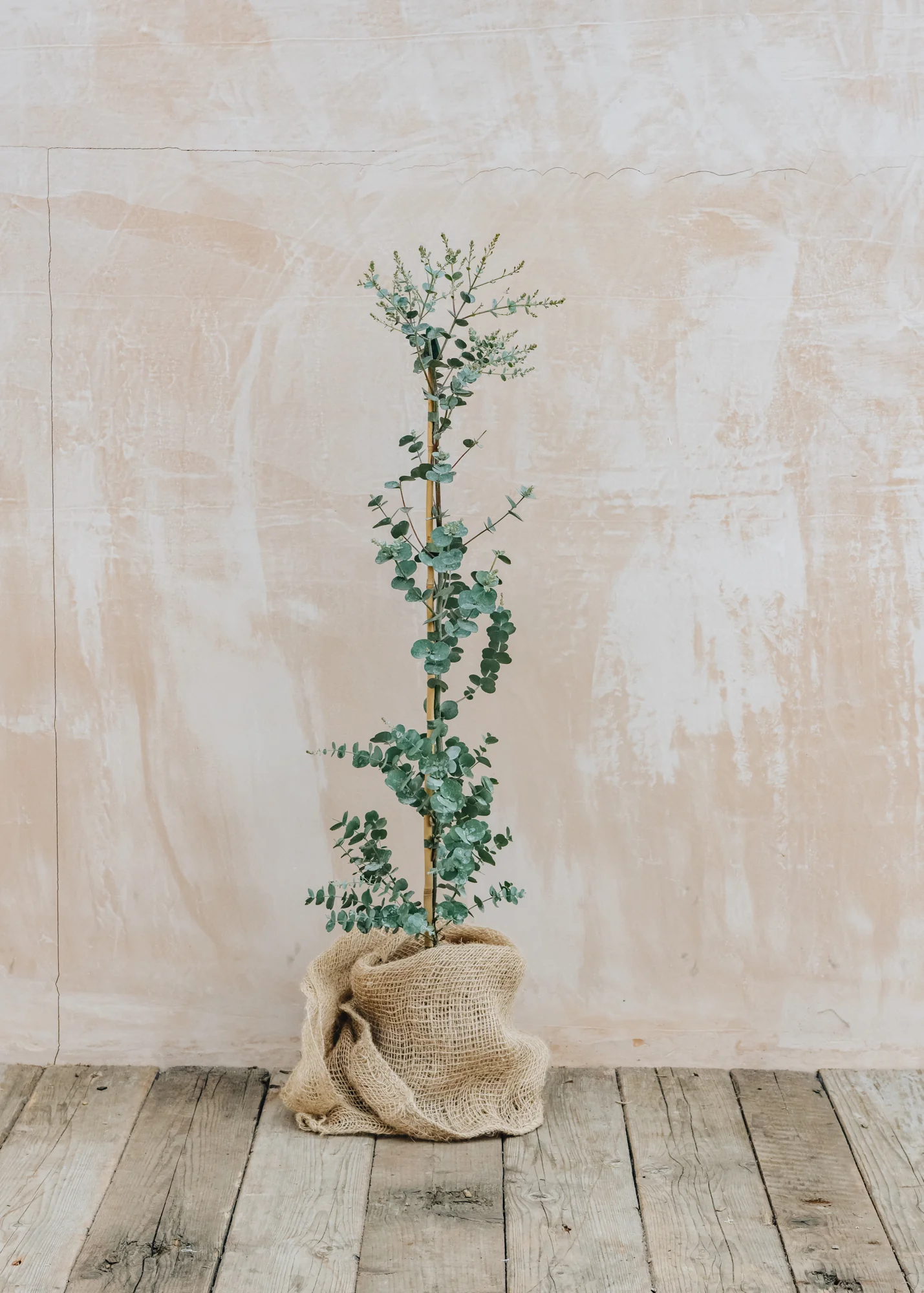 Eucalyptus gunnii Azure, 3L