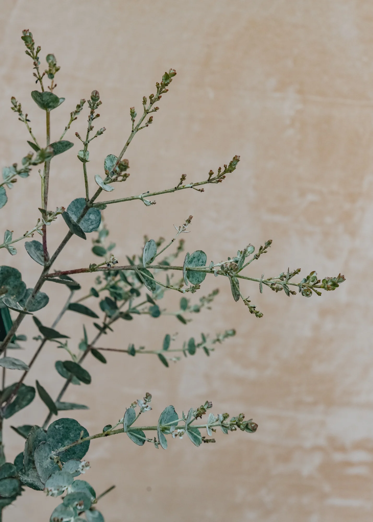 Eucalyptus gunnii Azure, 3L - Image 2