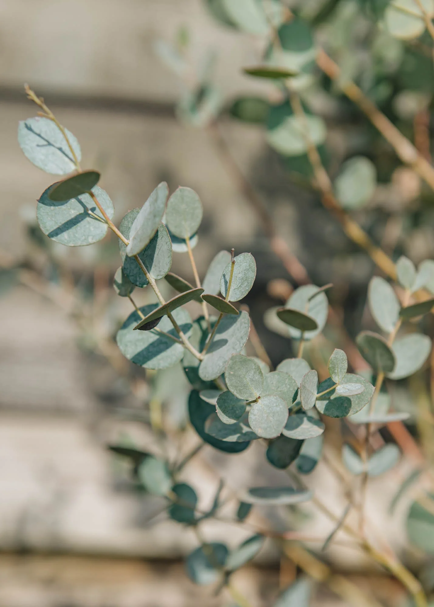 Eucalyptus gunnii Silverana, 3L - Image 2