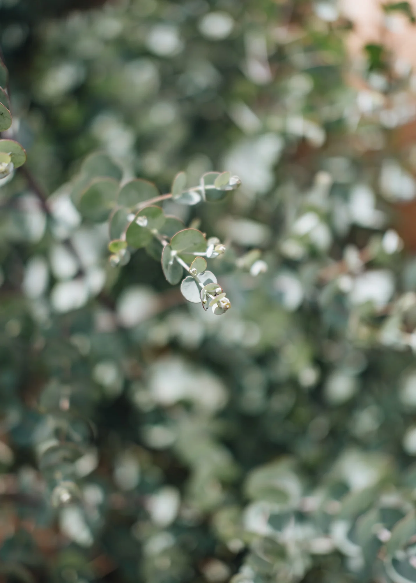 Eucalyptus gunni 'Azure', 10L - Image 3