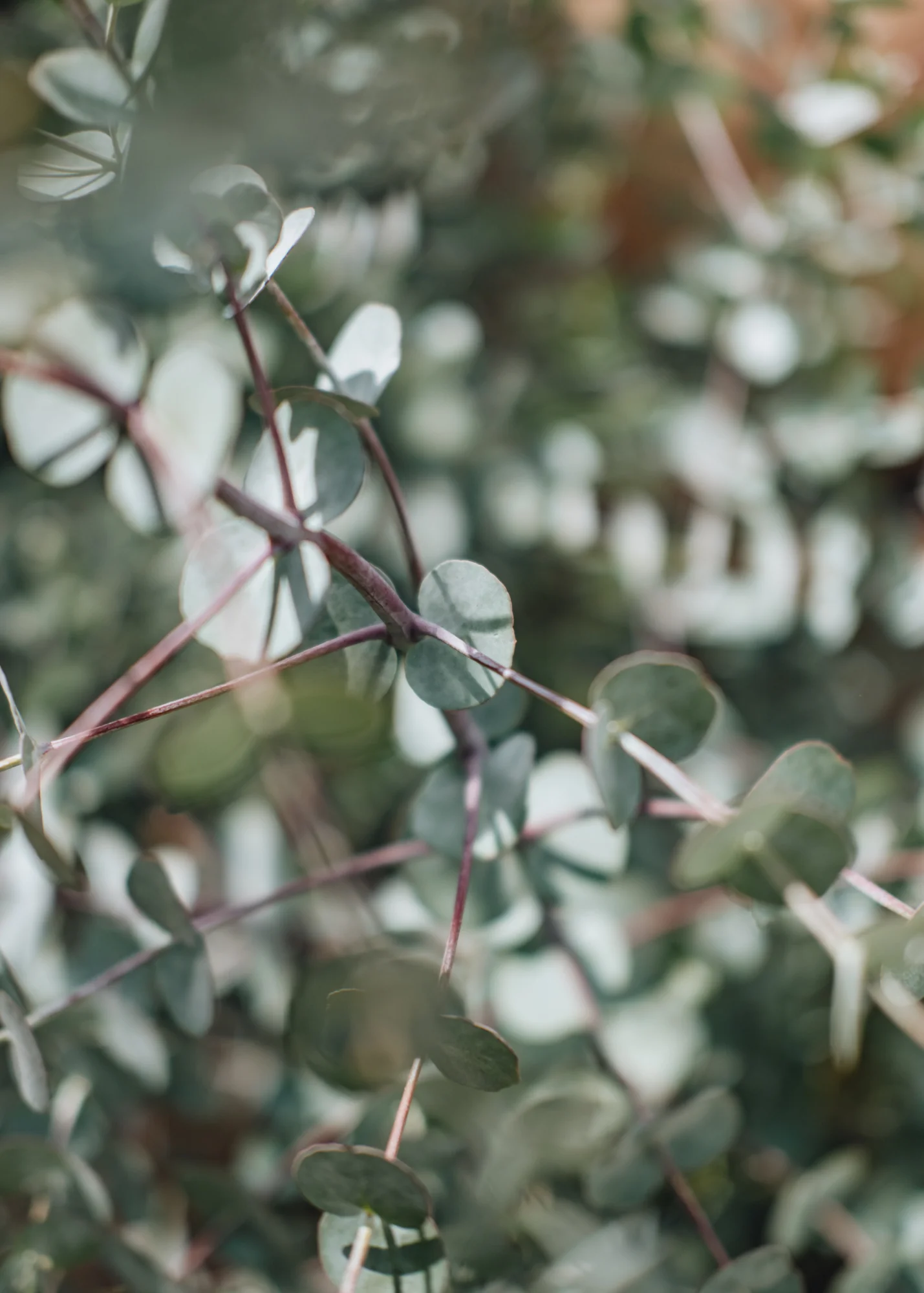 Eucalyptus gunni 'Azure', 10L - Image 4