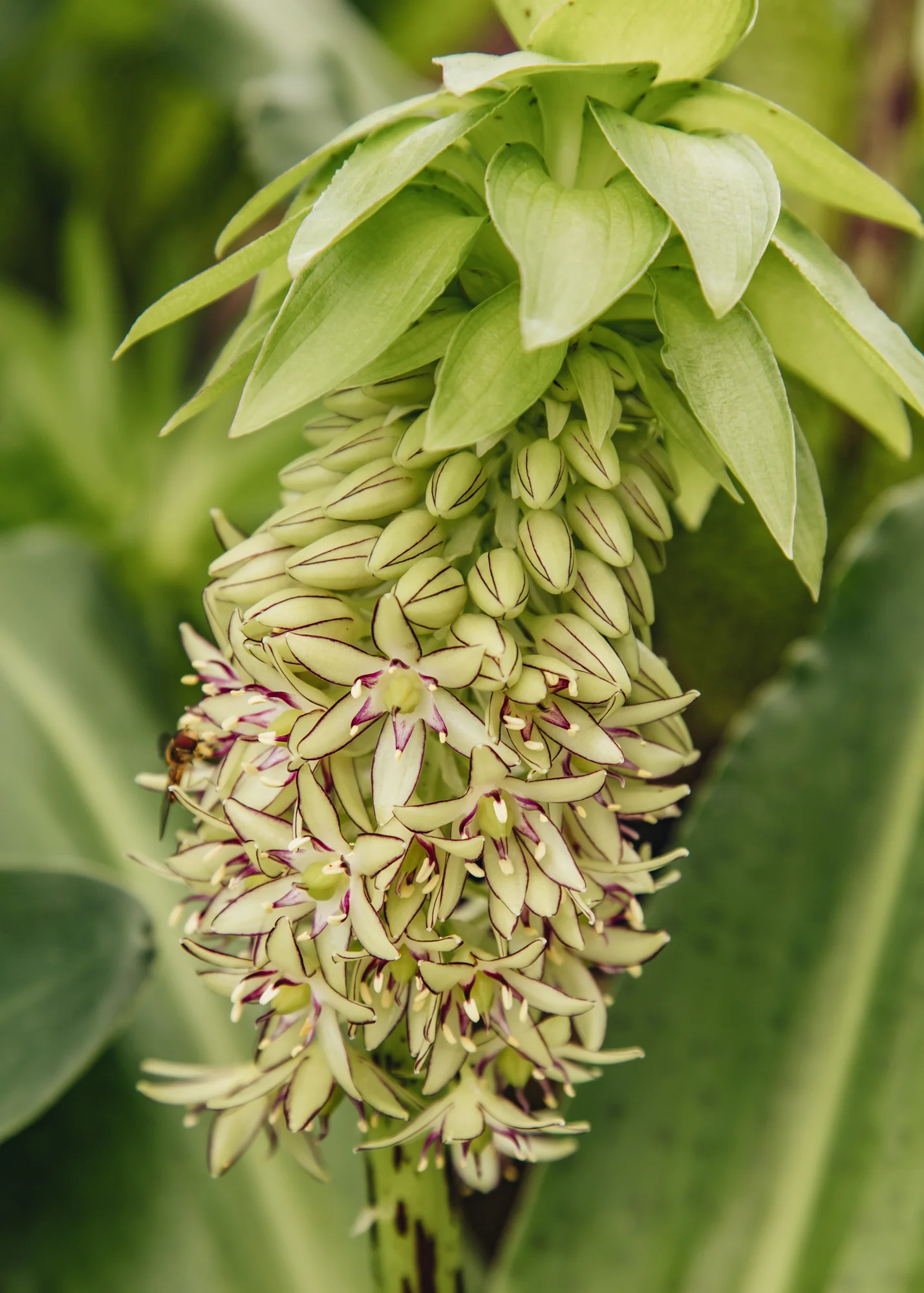 Eucomis ‘Bicolour', 2L