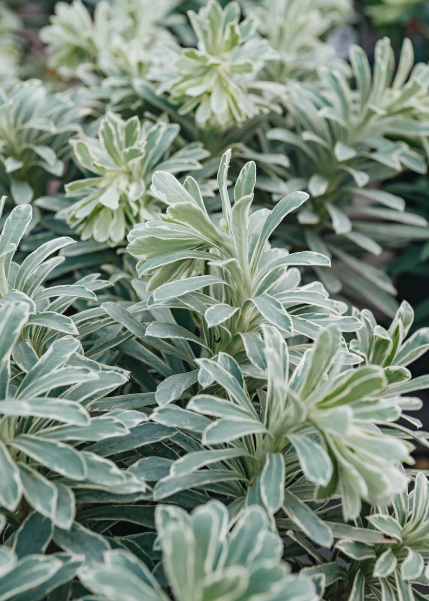 Euphorbia Characias Silver Edge , 2/3L