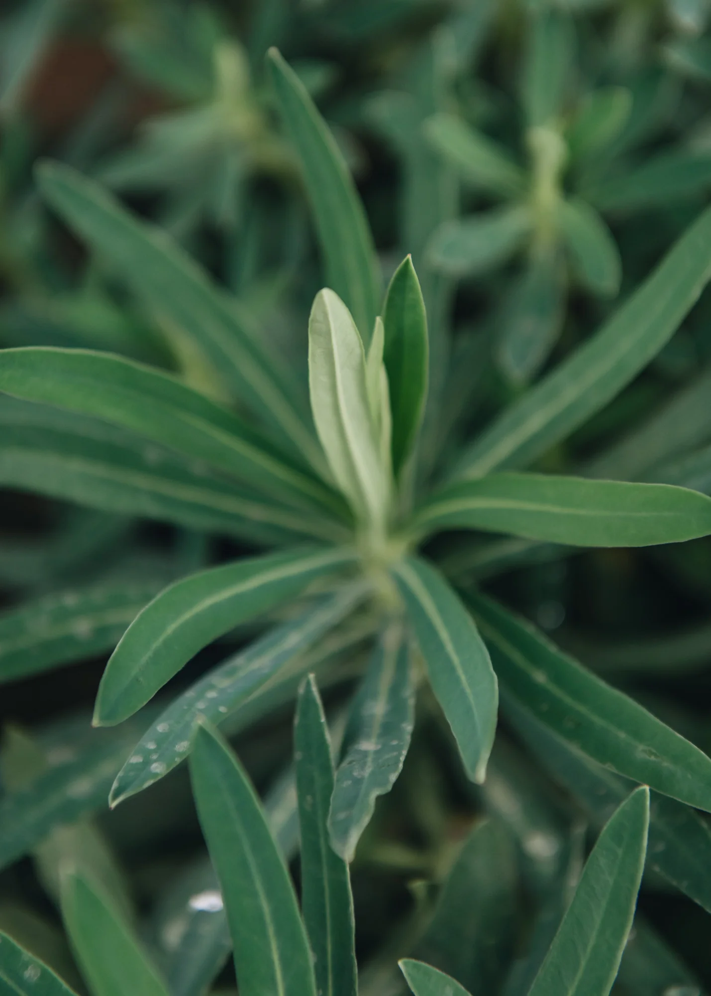 Euphorbia characias 'Wulfenii', 2L - Image 2