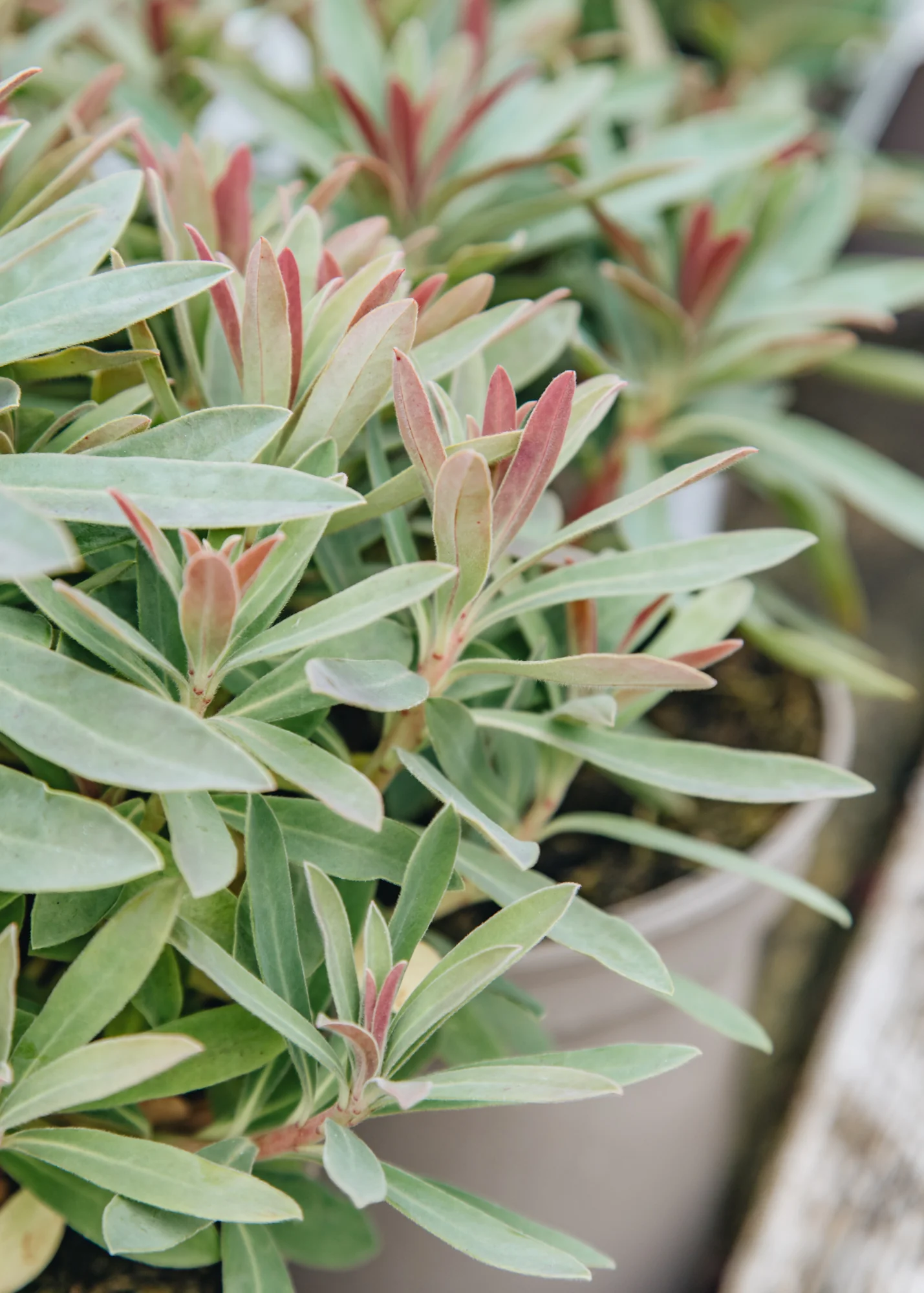Euphorbia 'Galaxy Glow', 2L - Image 2