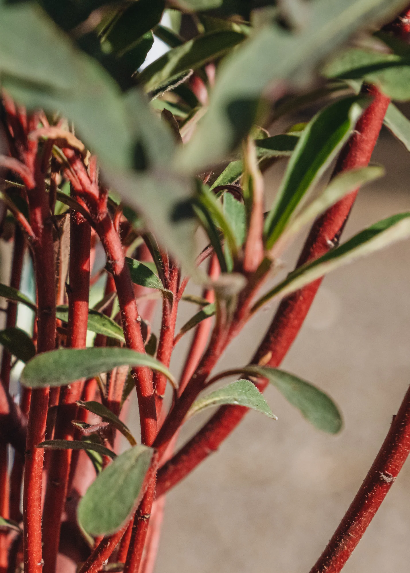 Euphorbia 'Miner's Merlot', 2/3L - Image 2