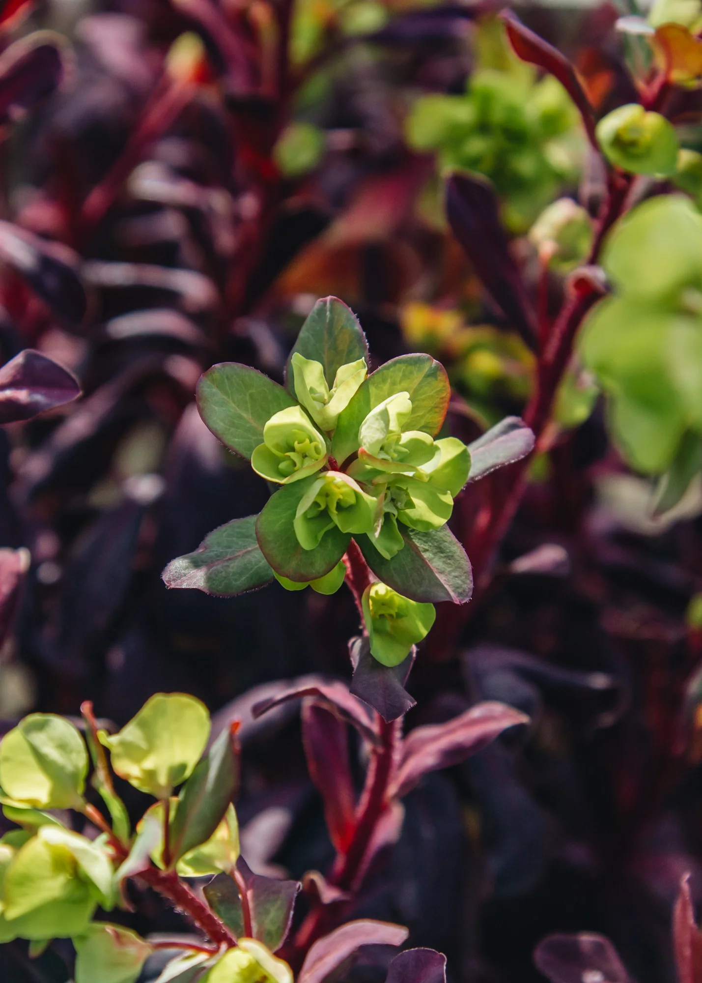 Euphorbia Ruby Glow 2L - Image 2