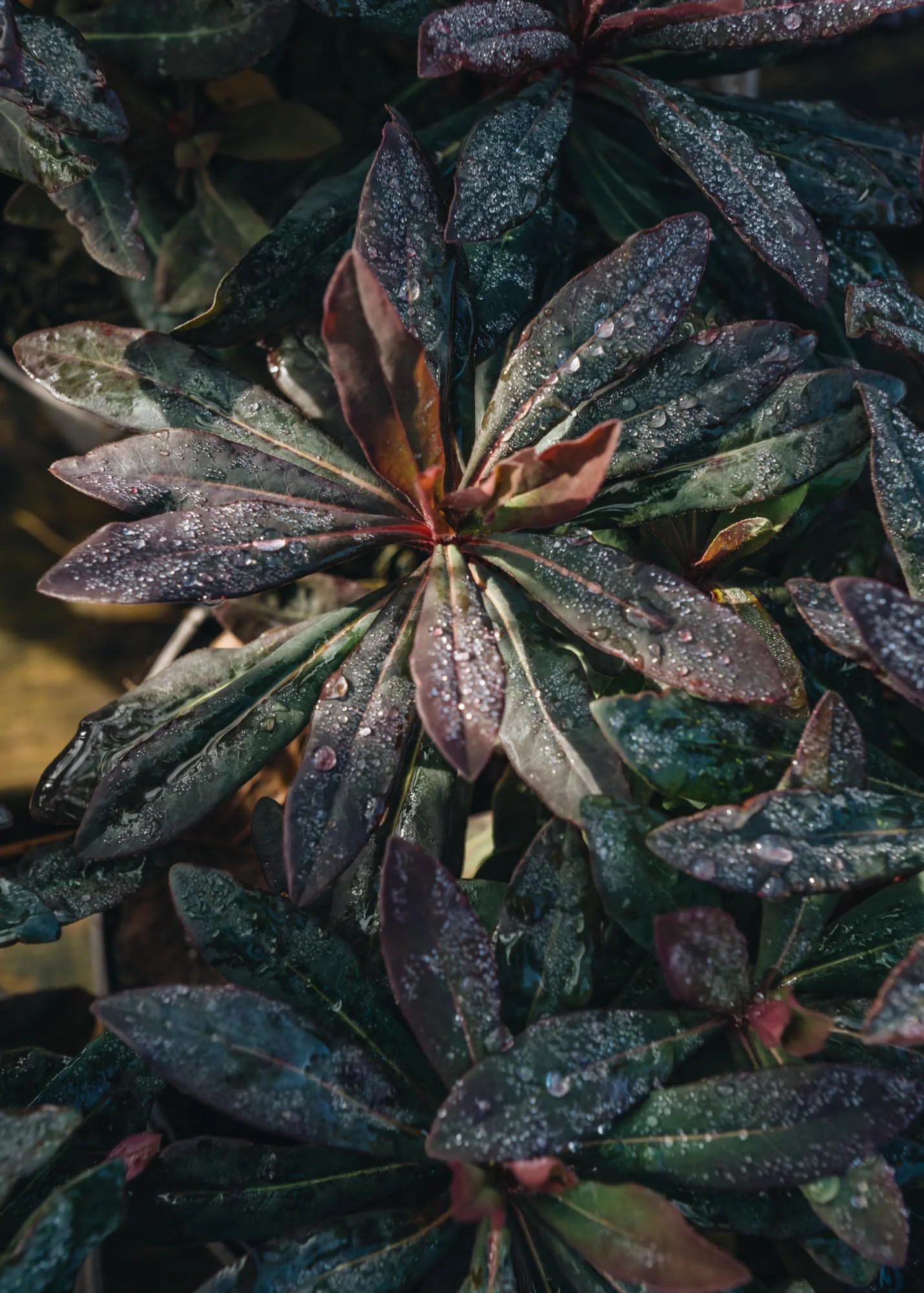 Euphorbia Ruby Glow 2L - Image 3
