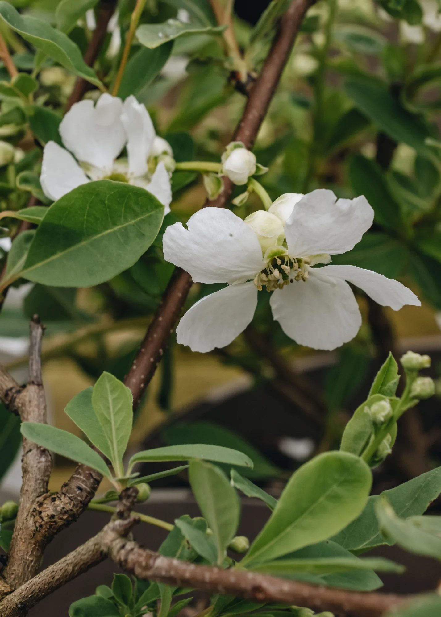 Exochorda macrantha 'The Bride', 10L