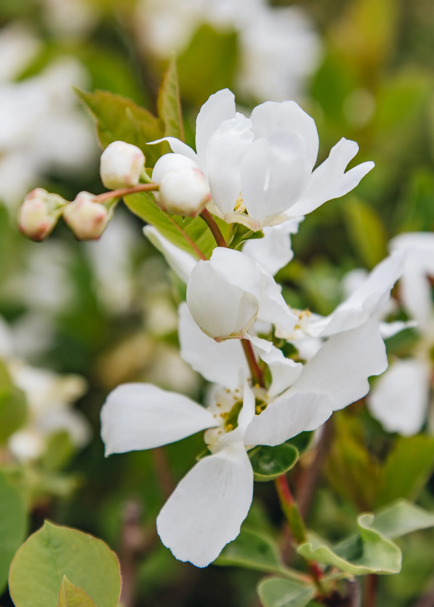 Exochorda macrantha Lotus Moon, 7.5L
