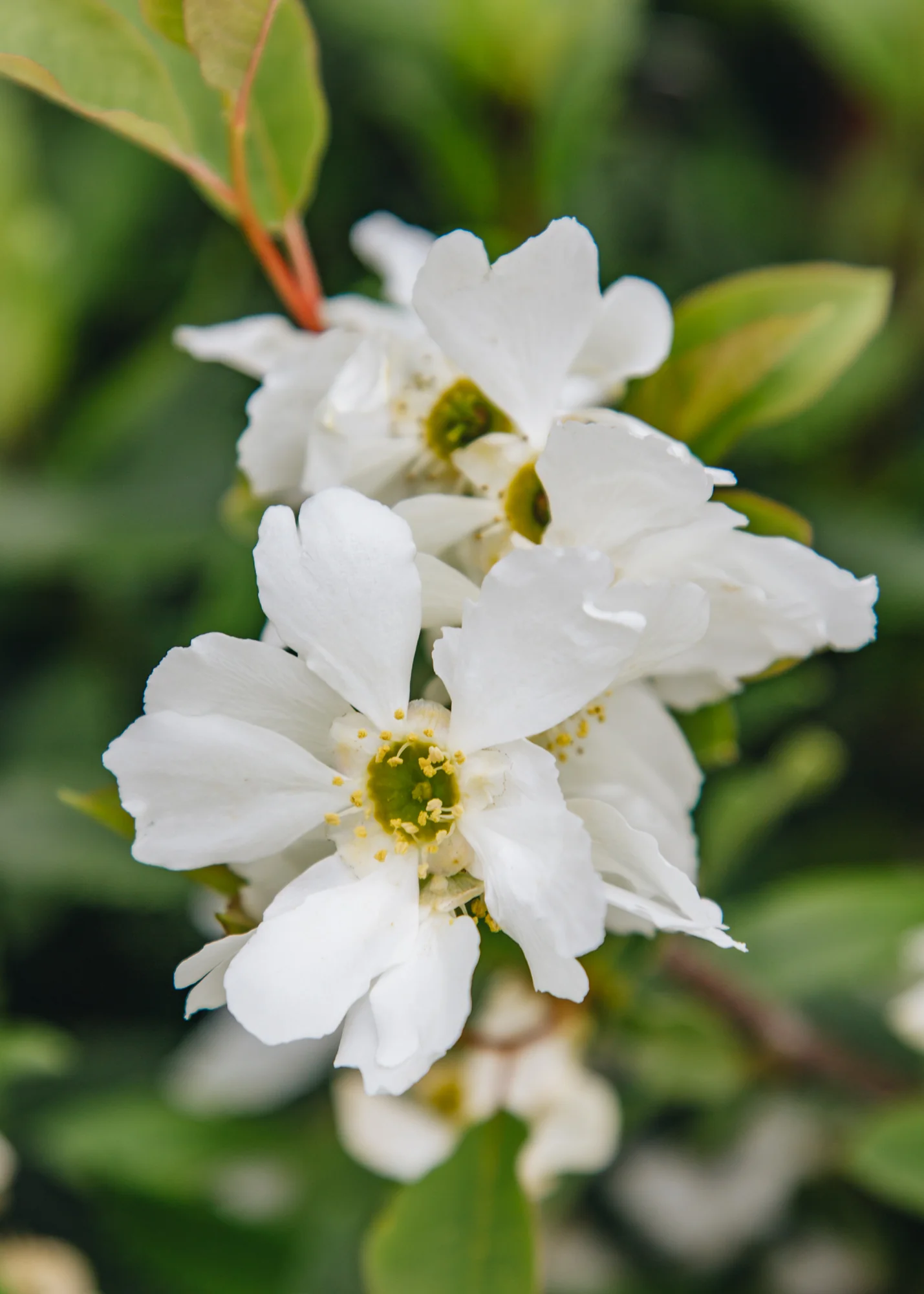 Exochorda macrantha Lotus Moon, 7.5L - Image 2