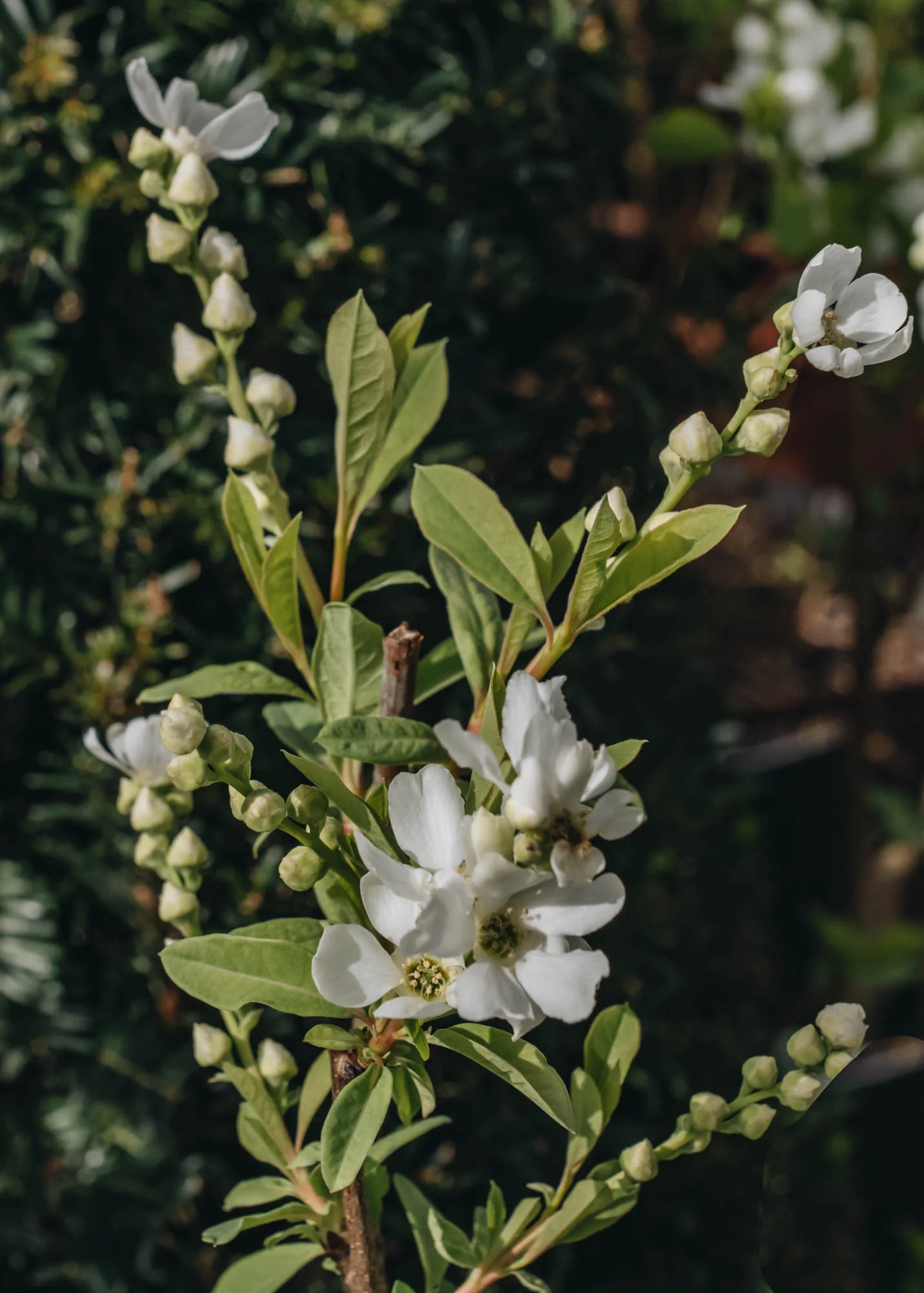 Exochorda x macrantha 'Niagara', 10L - Image 2