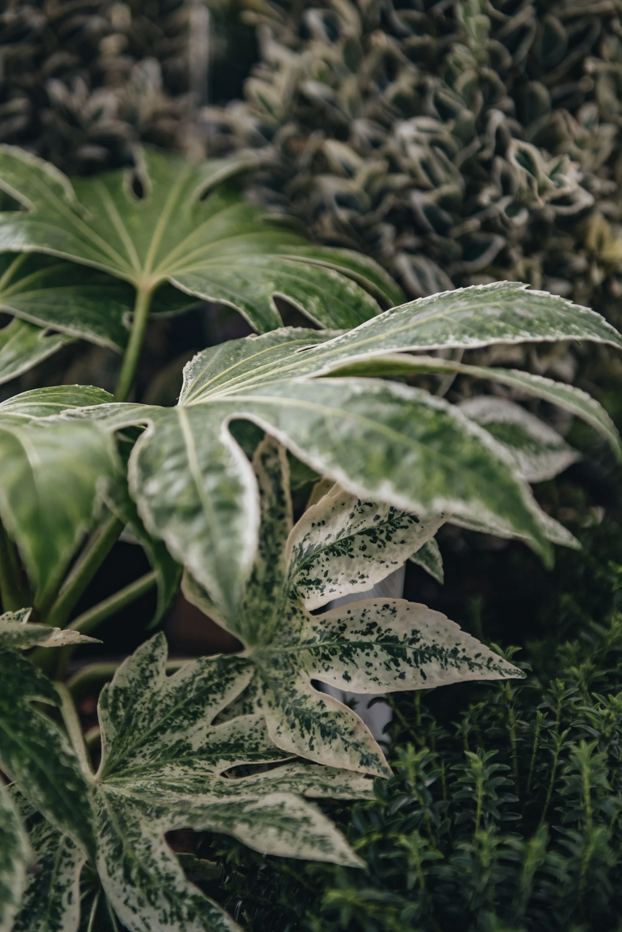 Fatsia japonica 'Spider's Web', 3L