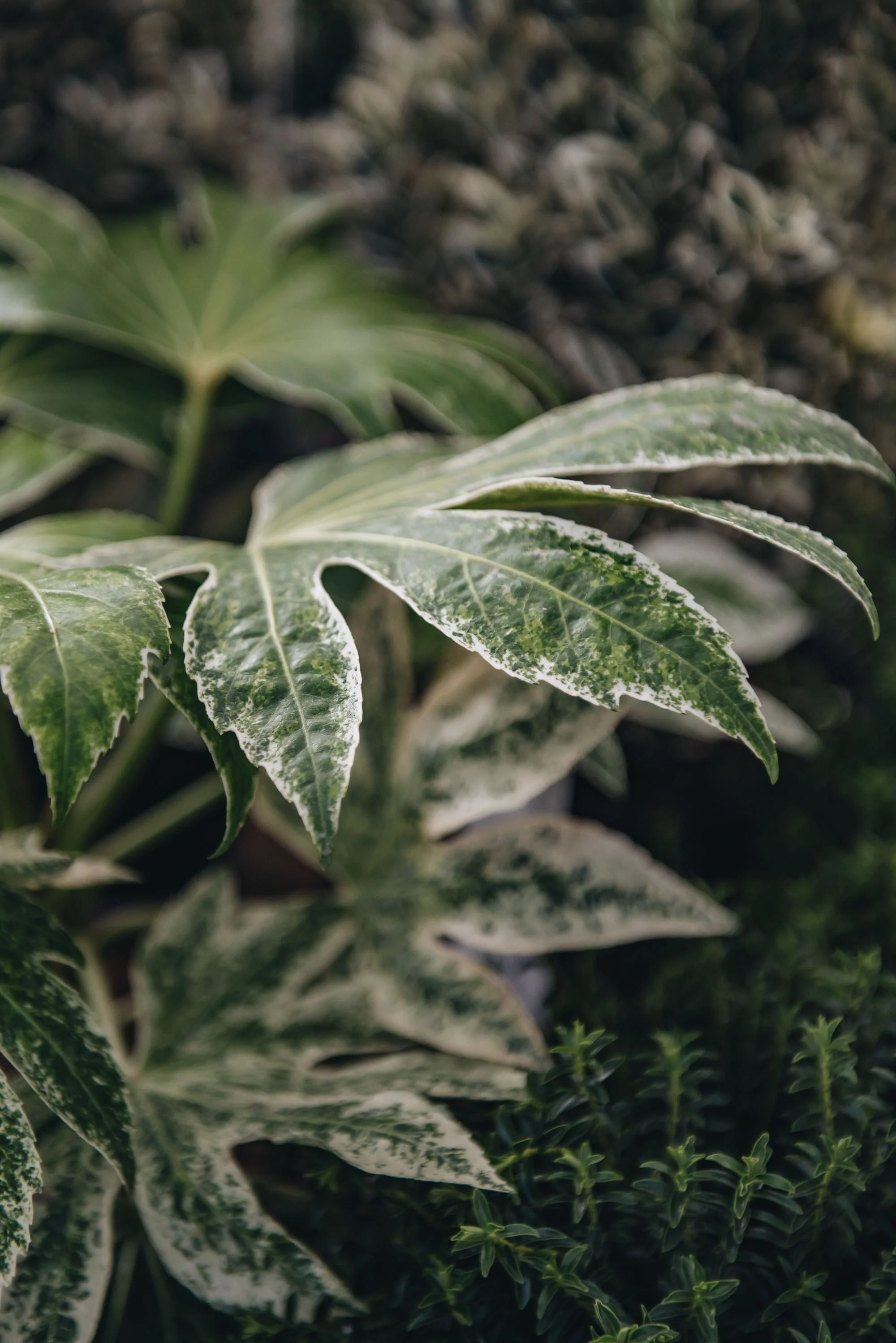 Fatsia japonica 'Spider's Web', 5L