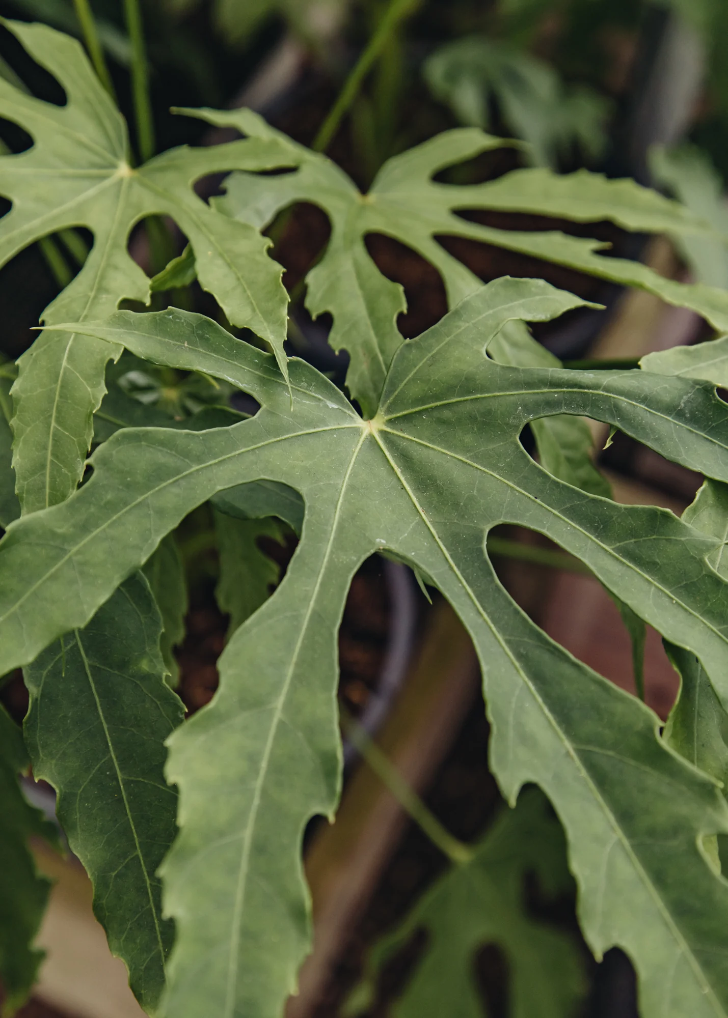 Fatsia polycarpa 'Green Fingers', 2L
