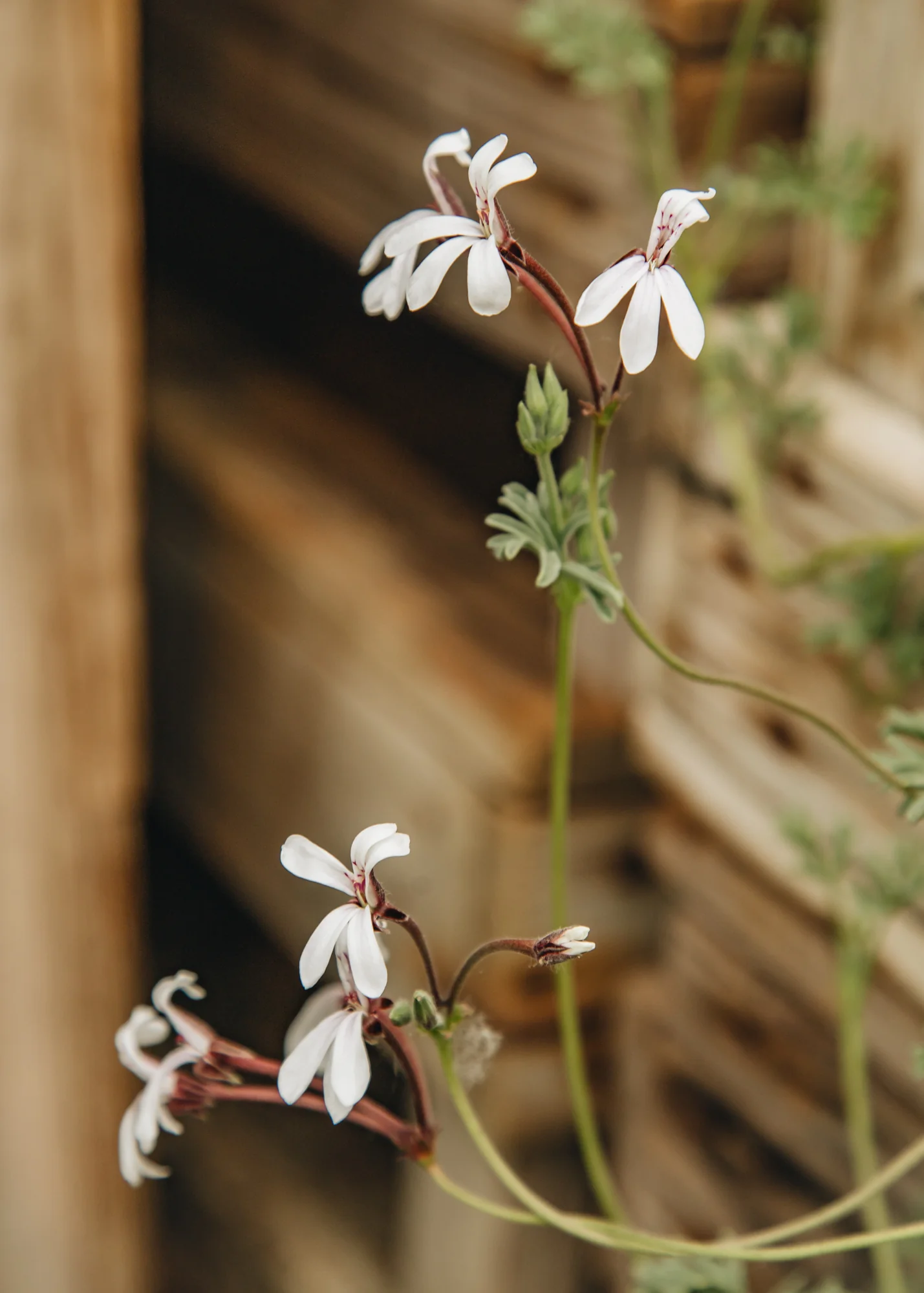 Pelargonium abrotanifolium in Terracotta Pot - Image 2