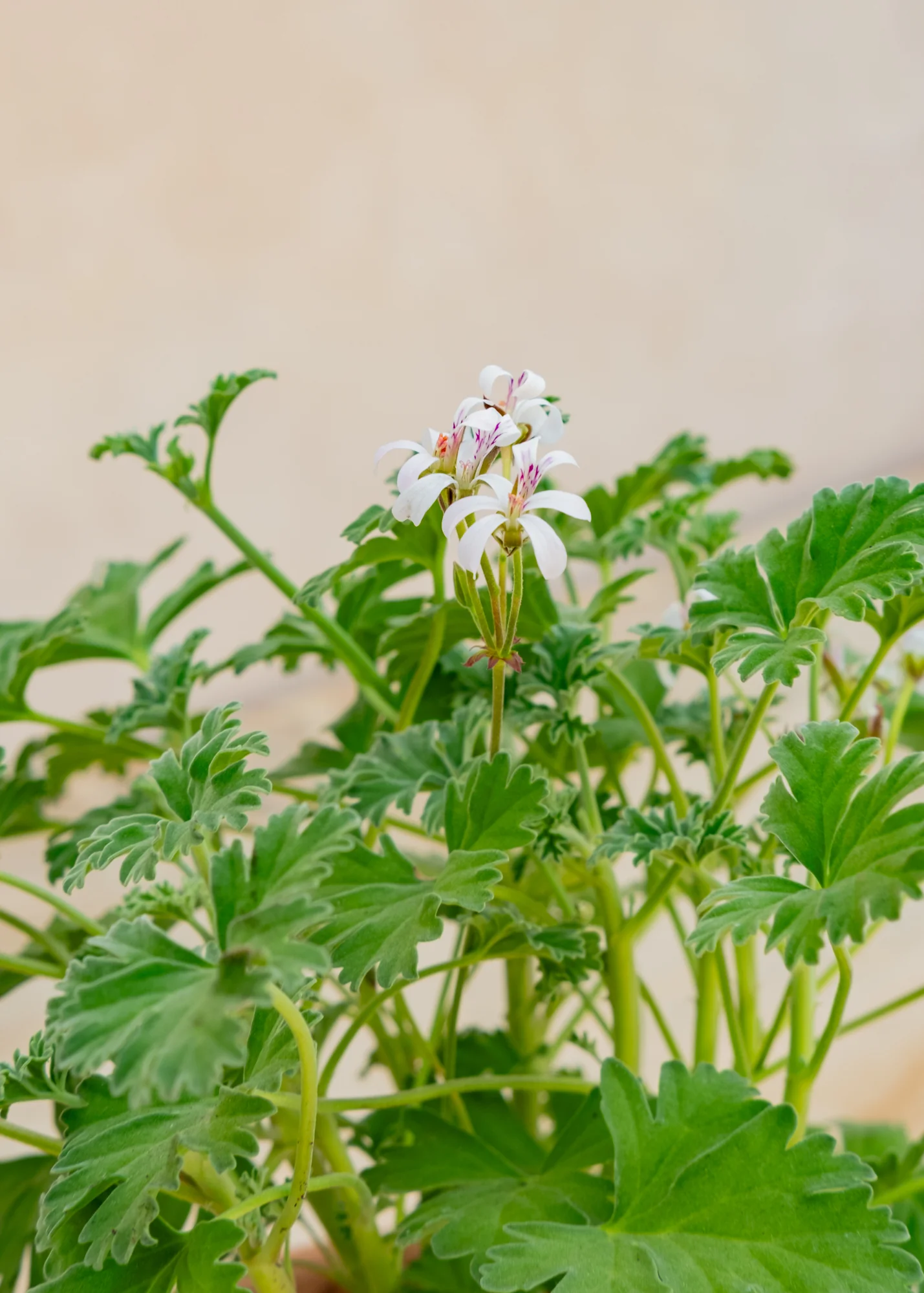 Pelargonium 'Ardwick Cinnamon' in Terracotta Pot - Image 2