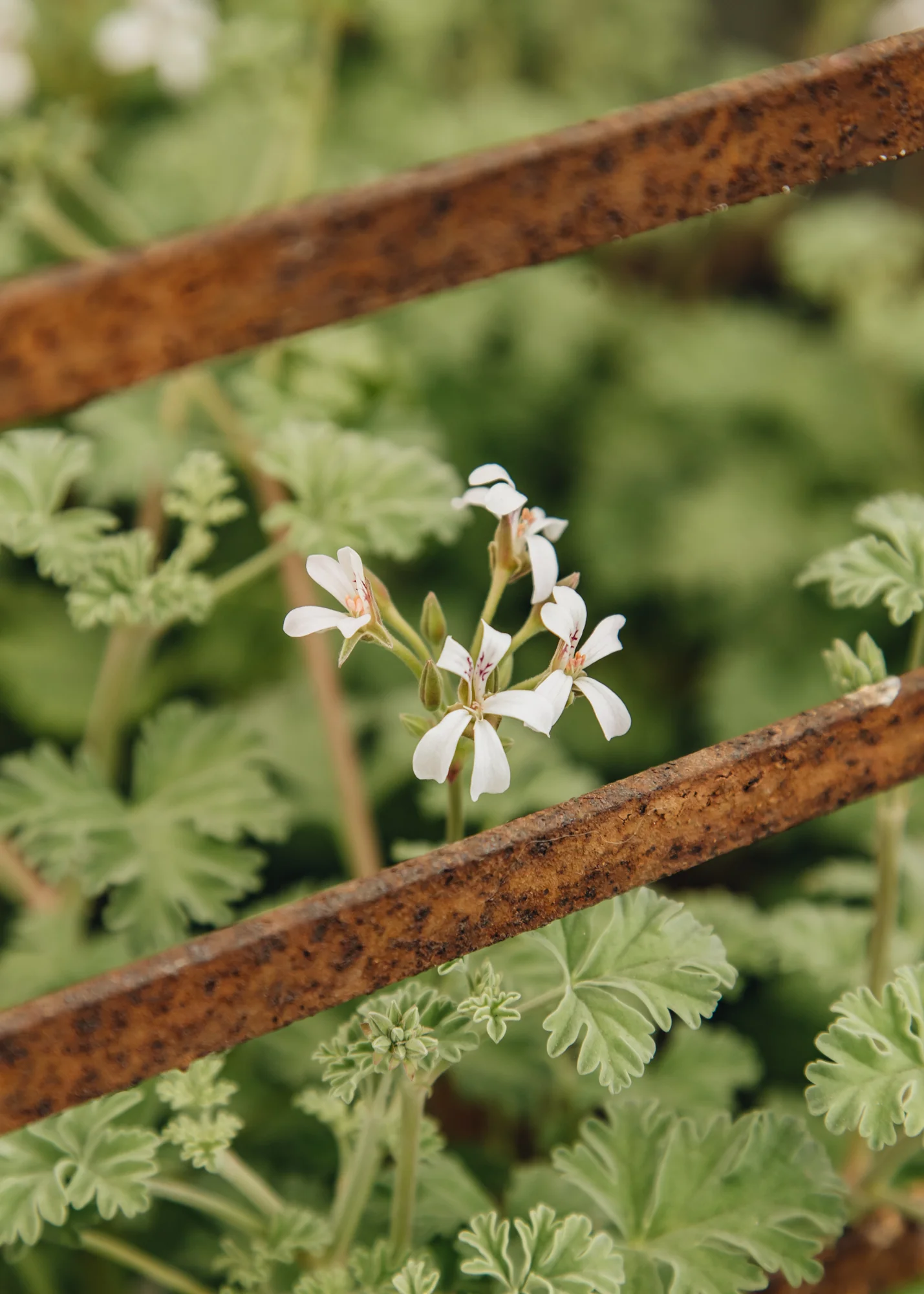 Pelargonium 'Ardwick Cinnamon' in Terracotta Pot - Image 3