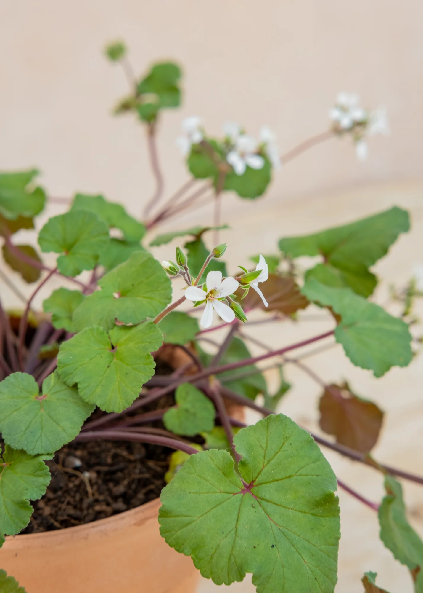 Pelargonium australe 'Tasmanian Form' in Terracotta Pot - Image 2