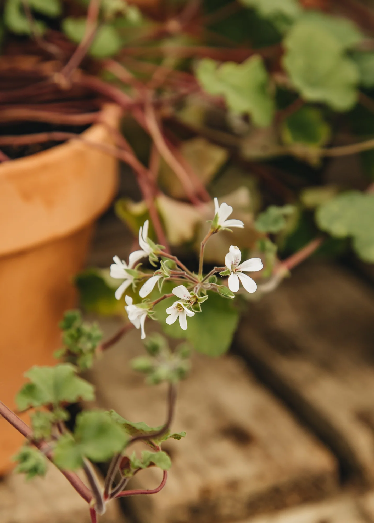 Pelargonium australe 'Tasmanian Form' in Terracotta Pot - Image 3