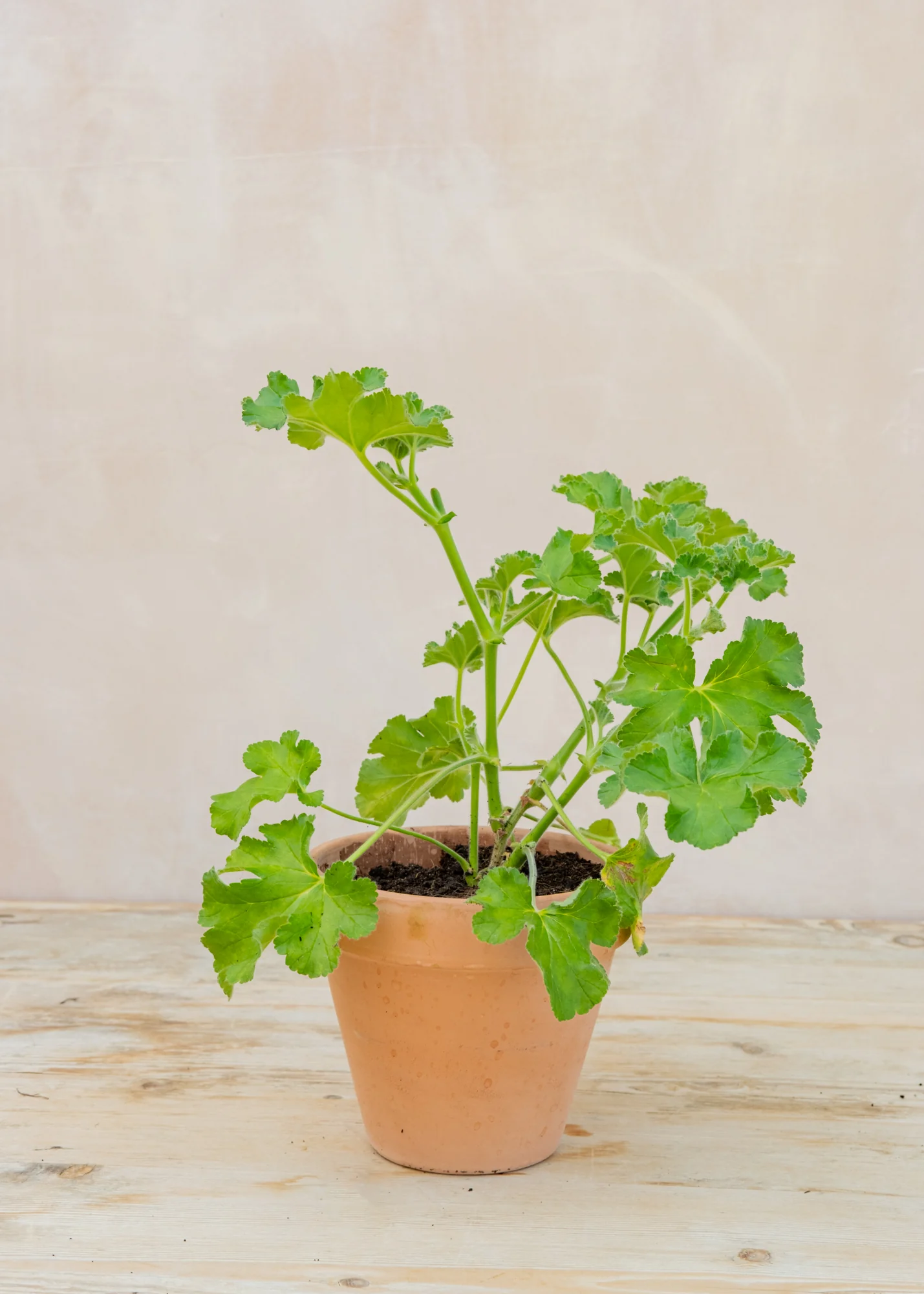 Pelargonium 'Capitatum' in Terracotta Pot