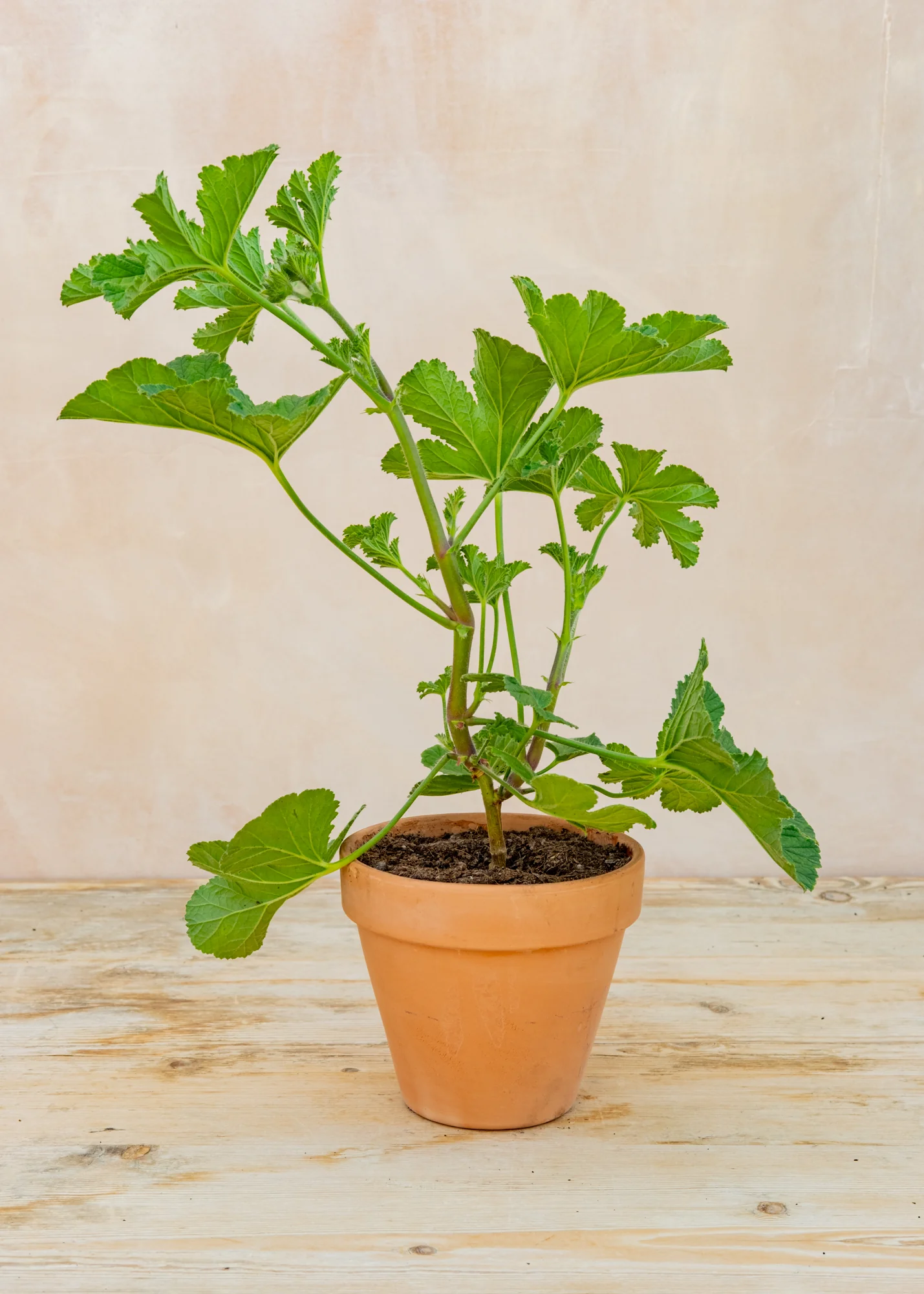 Pelargonium 'Clorinda' in Terracotta Pot