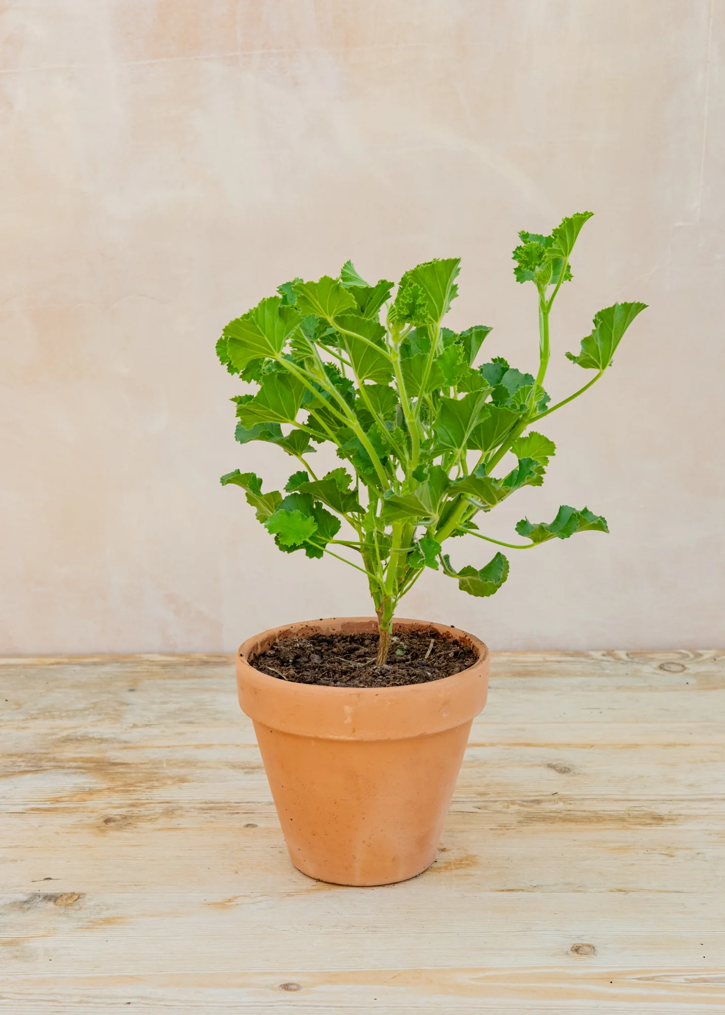 Pelargonium 'Cola Bottles' (‘Torento’) in Terracotta Pot