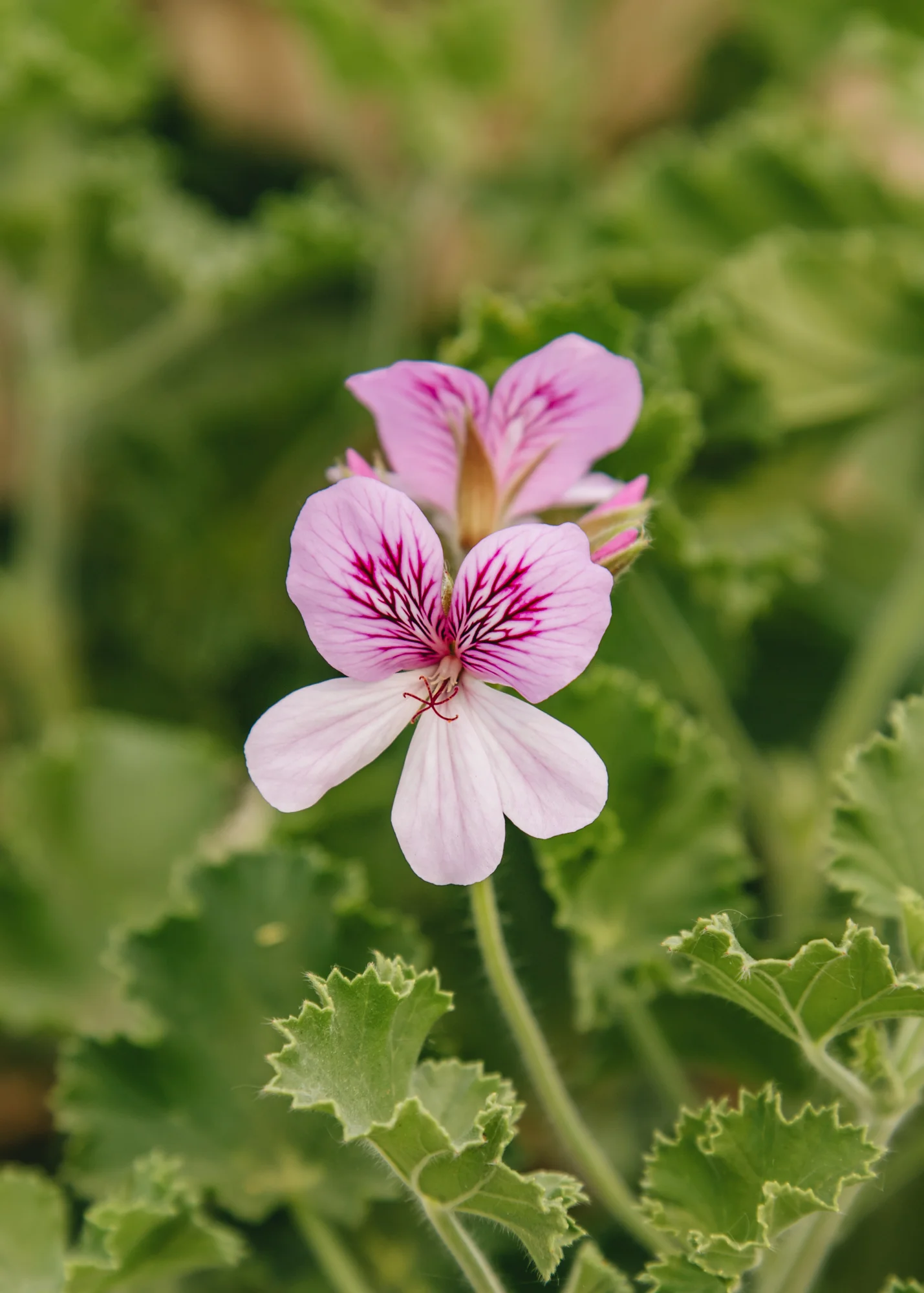 Pelargonium 'Cola Bottles' (‘Torento’) in Terracotta Pot - Image 2