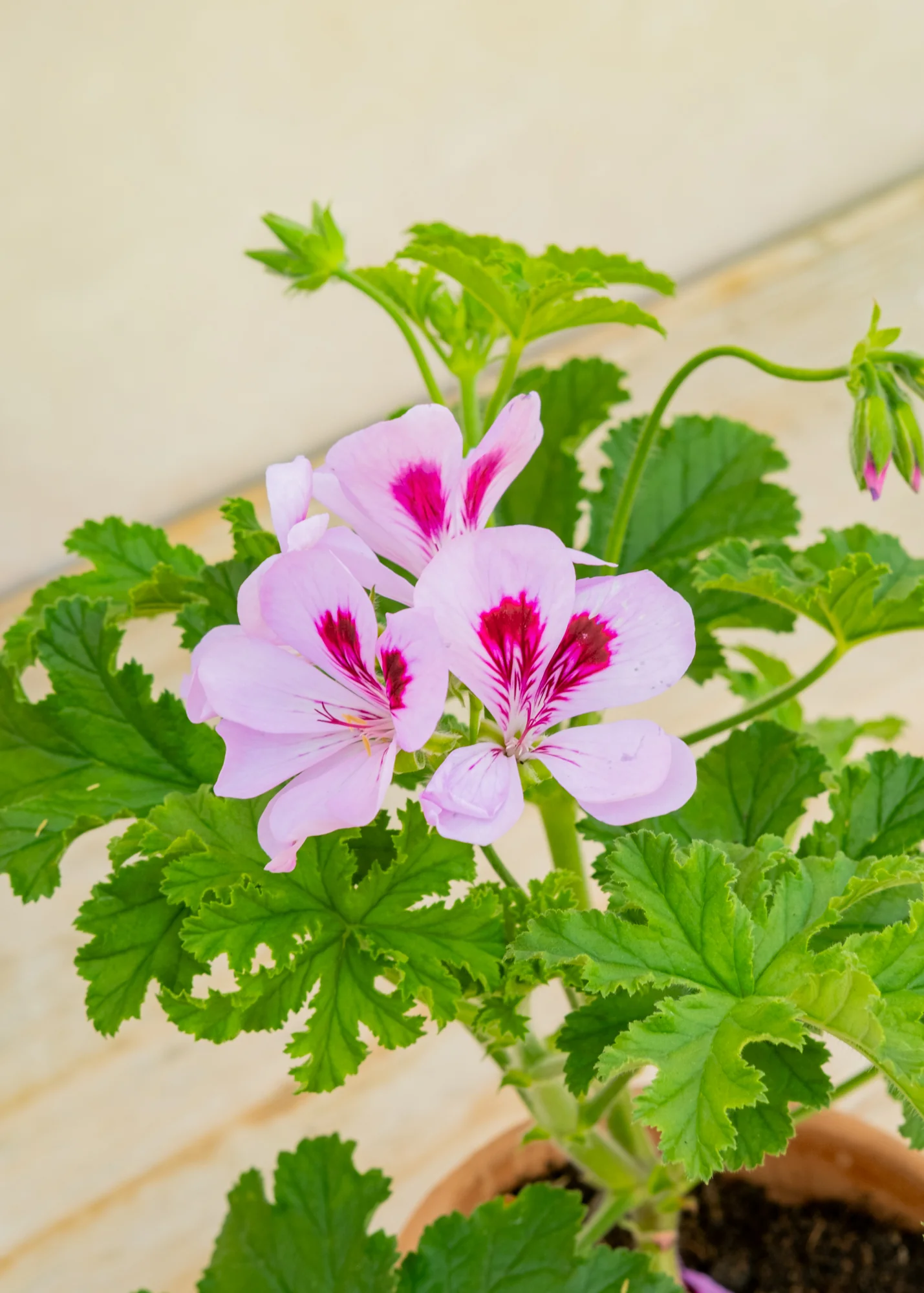 Pelargonium 'Copthorne' in Terracotta Pot - Image 2