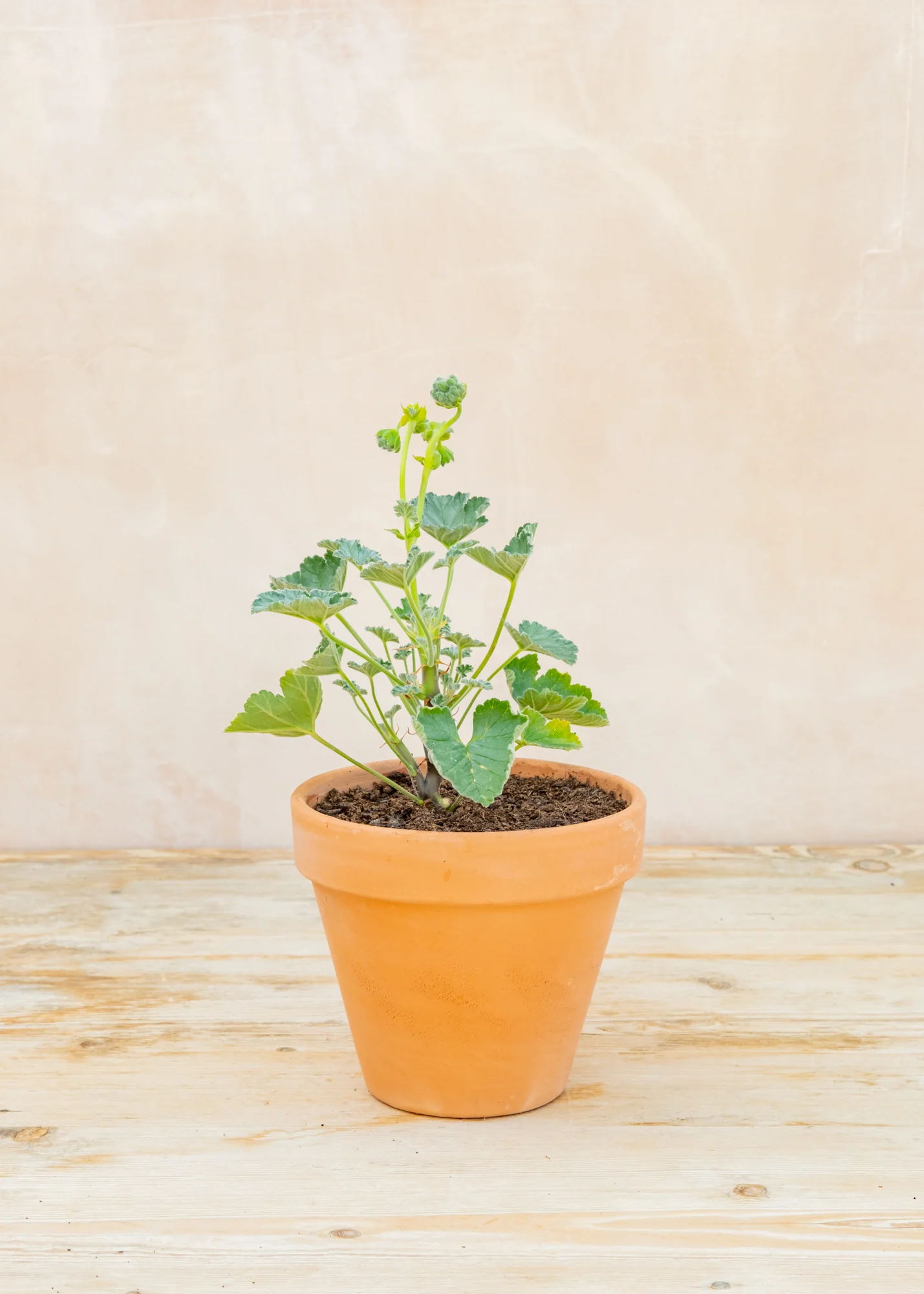 Pelargonium echinatum 'Mrs Stapleton' in Terracotta Pot
