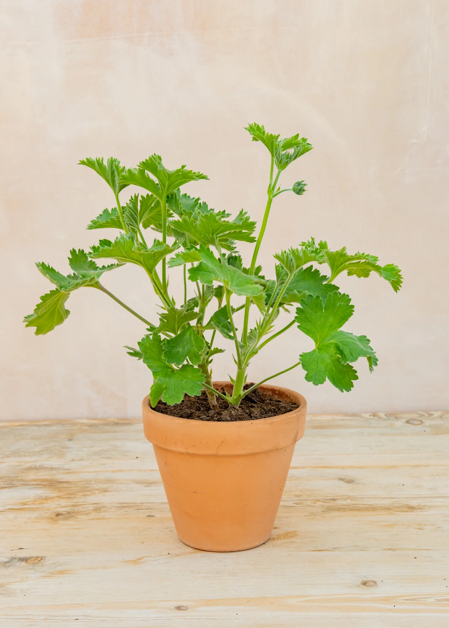 Pelargonium ignescens in Terracotta Pot