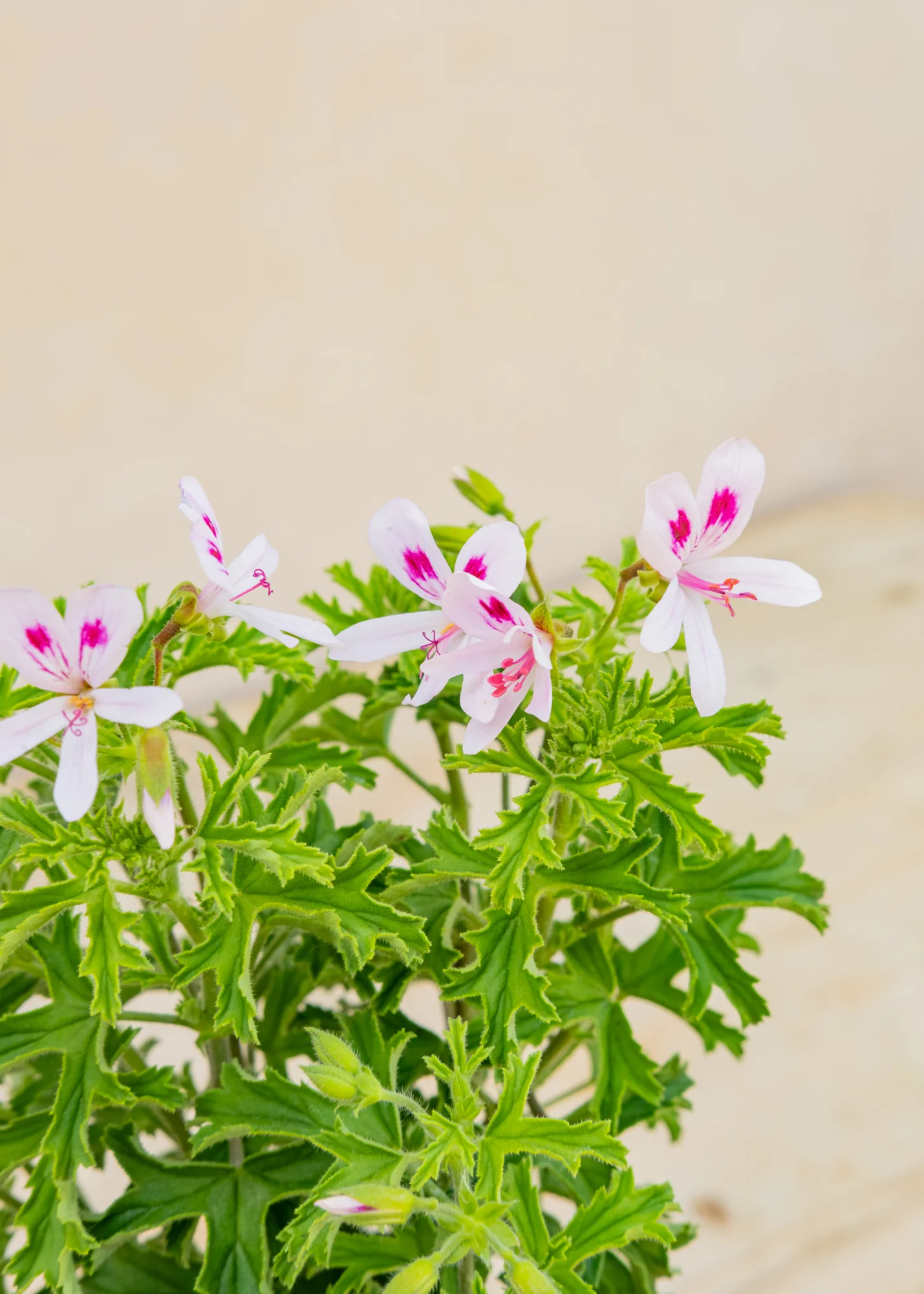 Pelargonium 'Lemon Kiss' in Terracotta Pot - Image 2