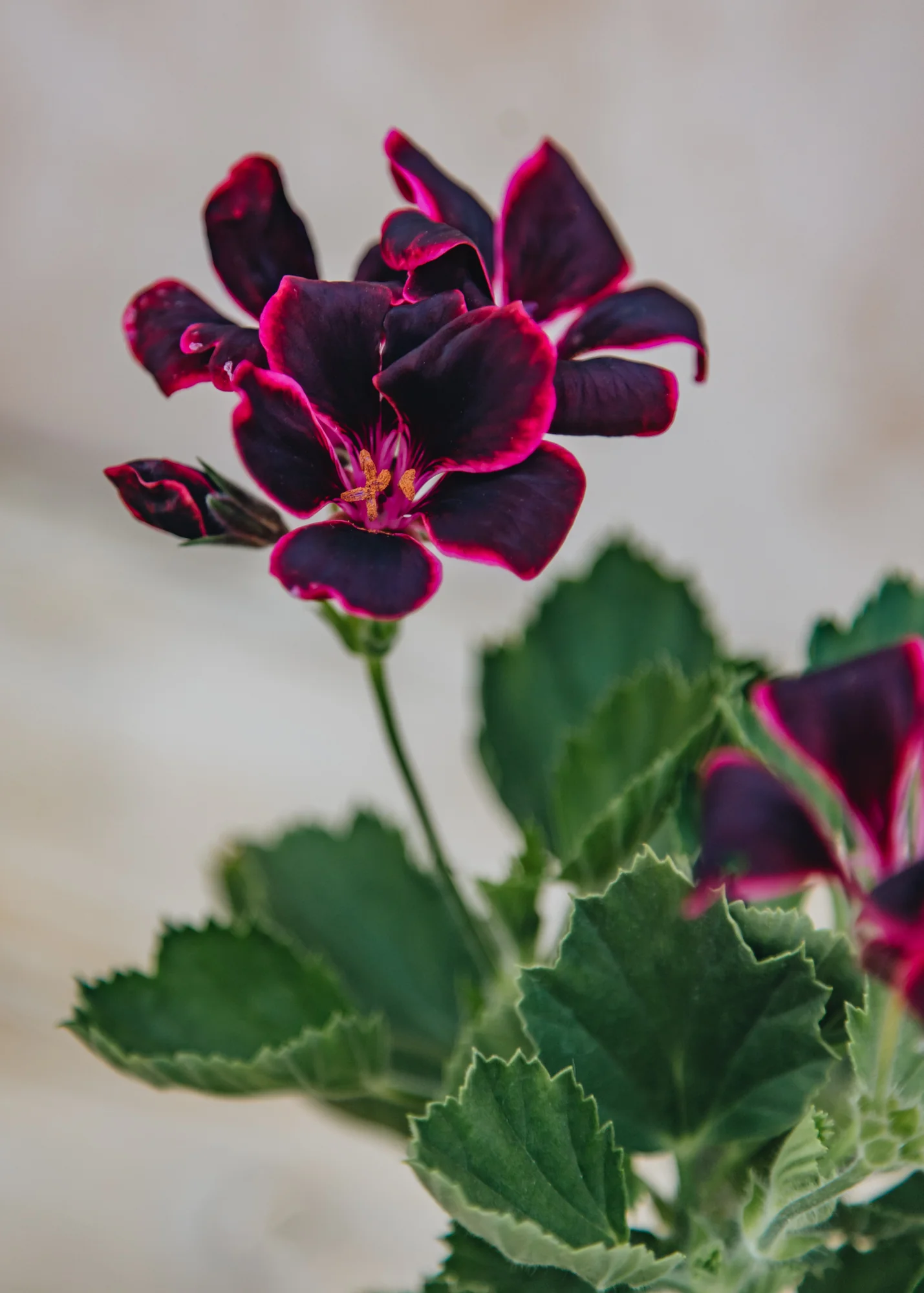 Pelargonium 'Lord Bute' in Terracotta Pot - Image 2