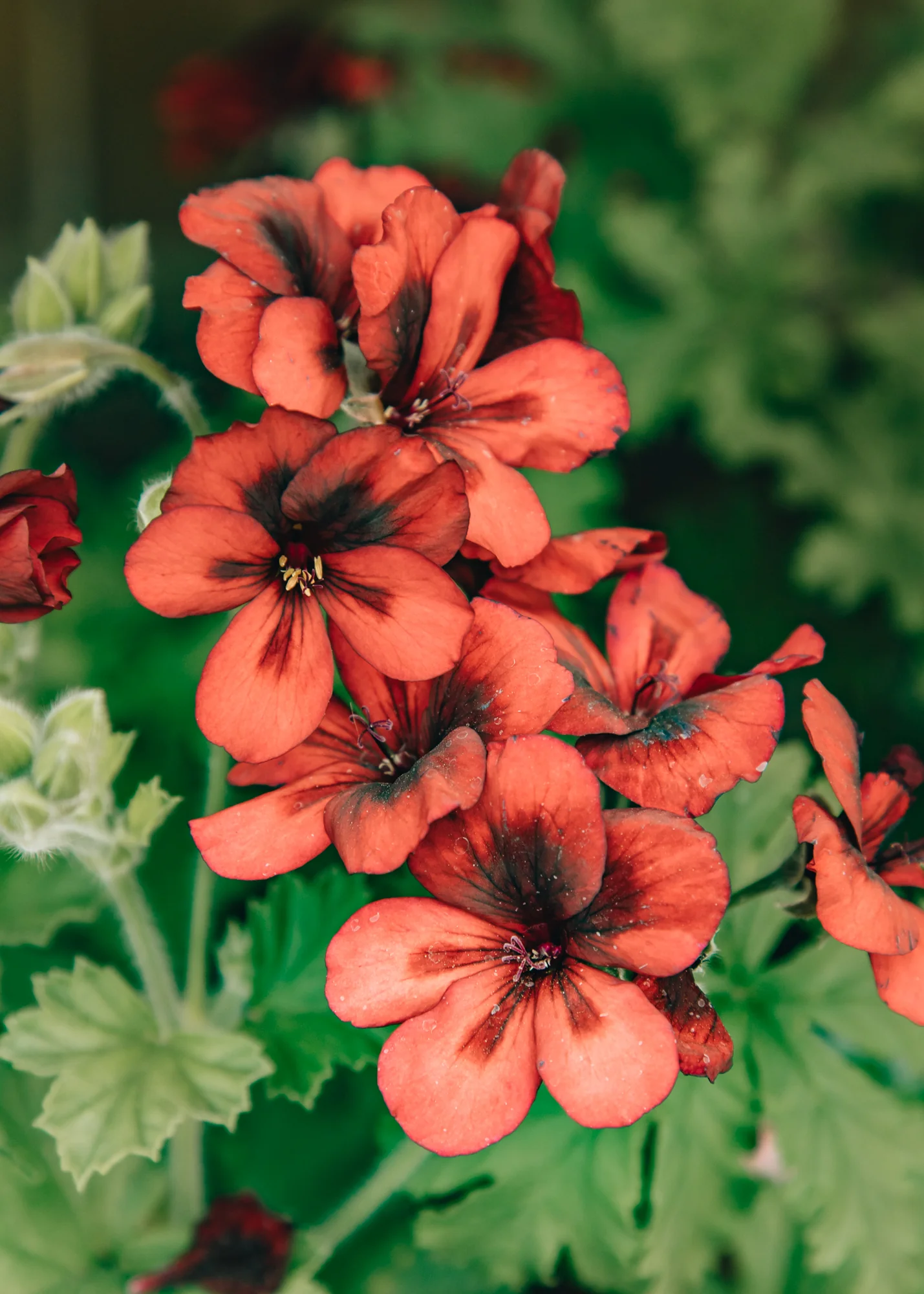Pelargonium 'Mystery' in Terracotta Pot - Image 3
