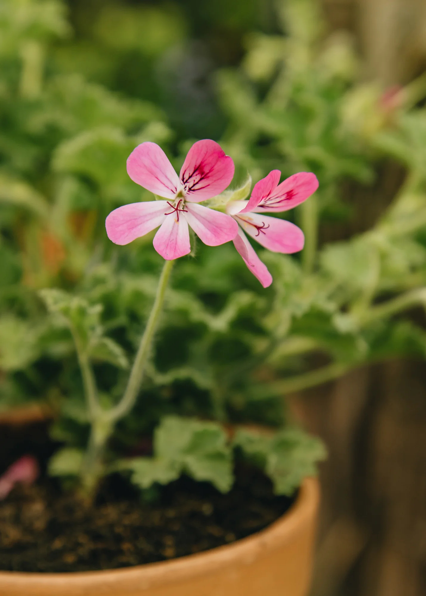 Pelargonium 'Pink Capricorn' in Terracotta Pot - Image 3